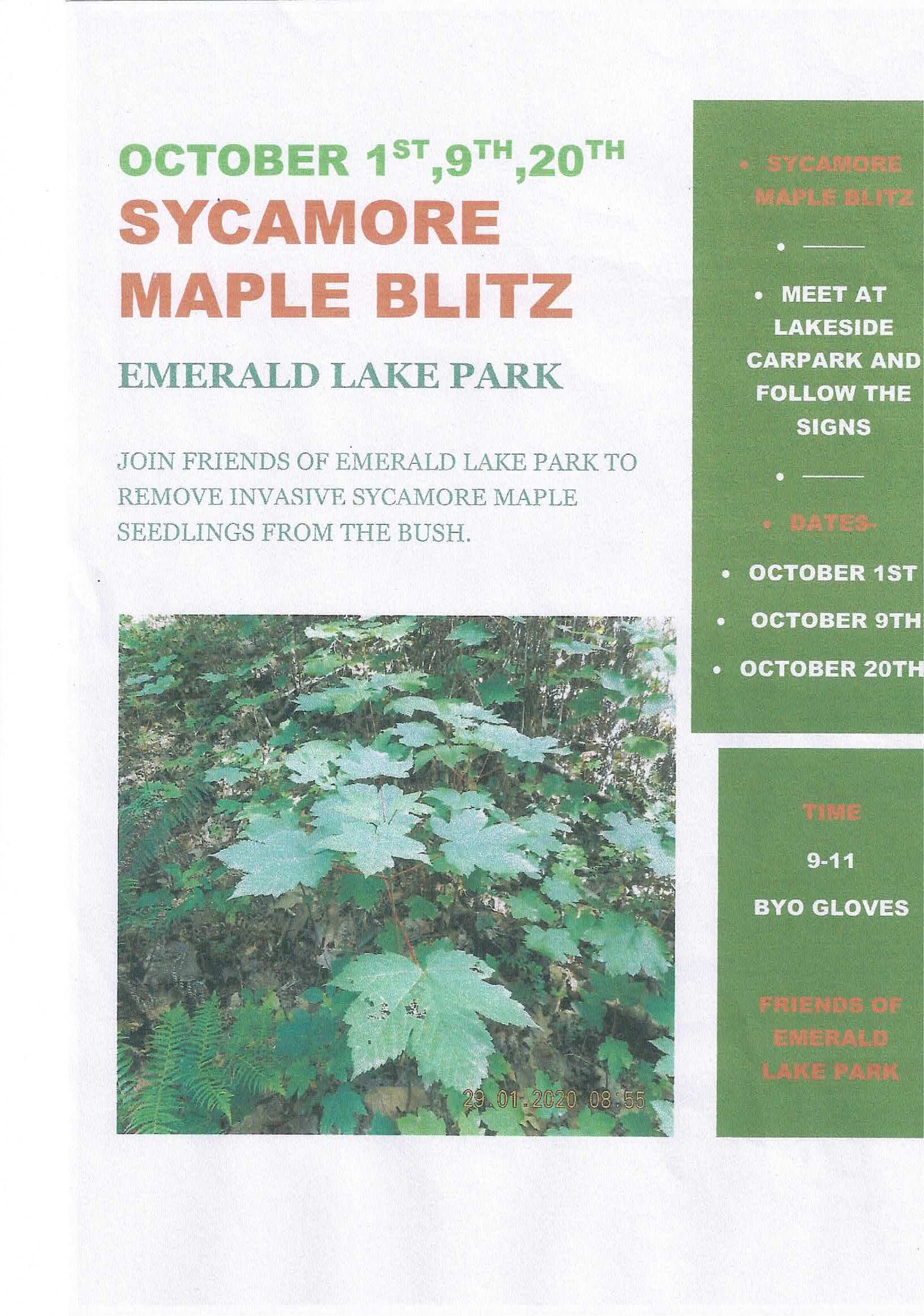 Sycamore Maple Blitz