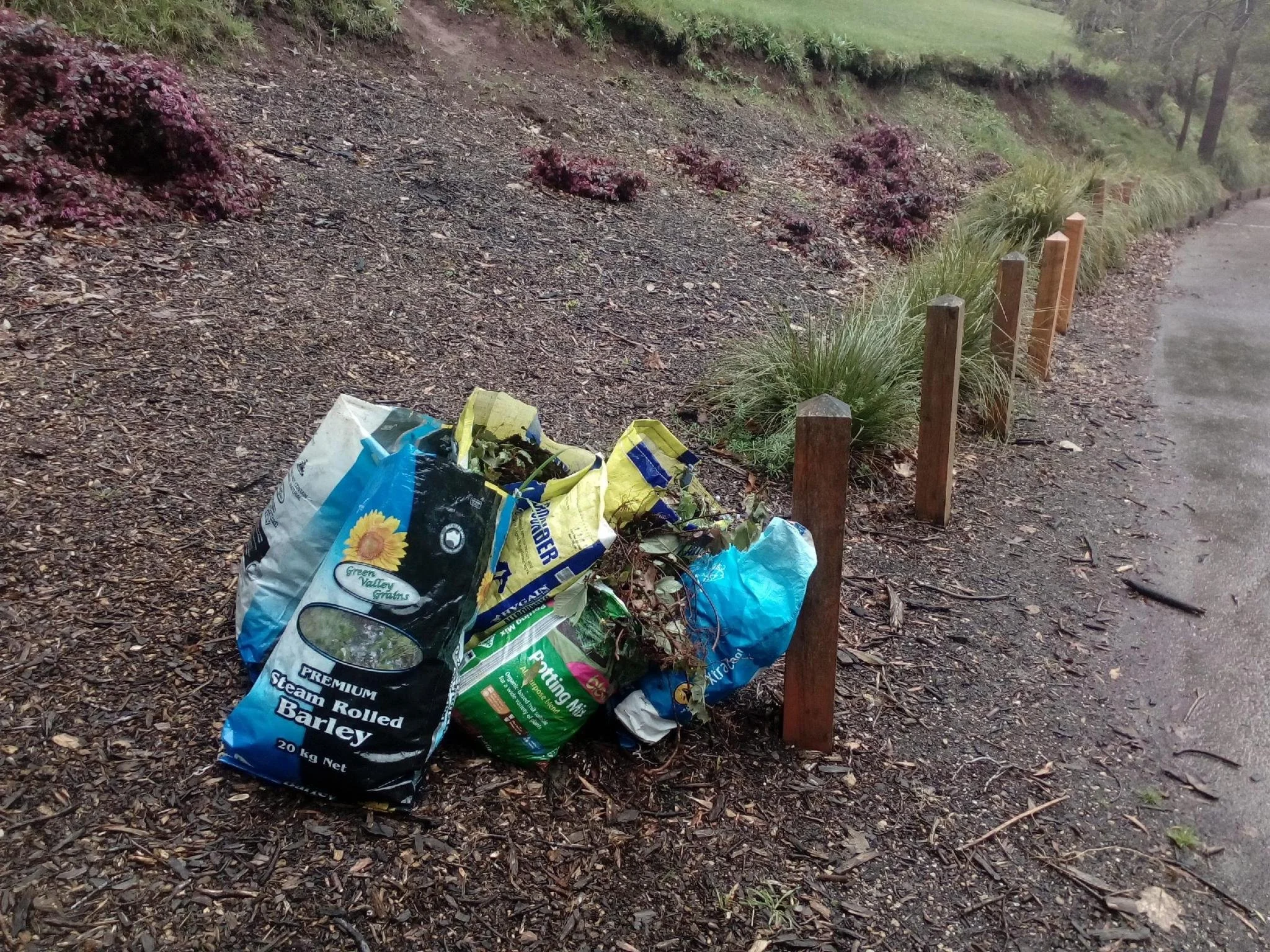 Sycamore Blitz Success