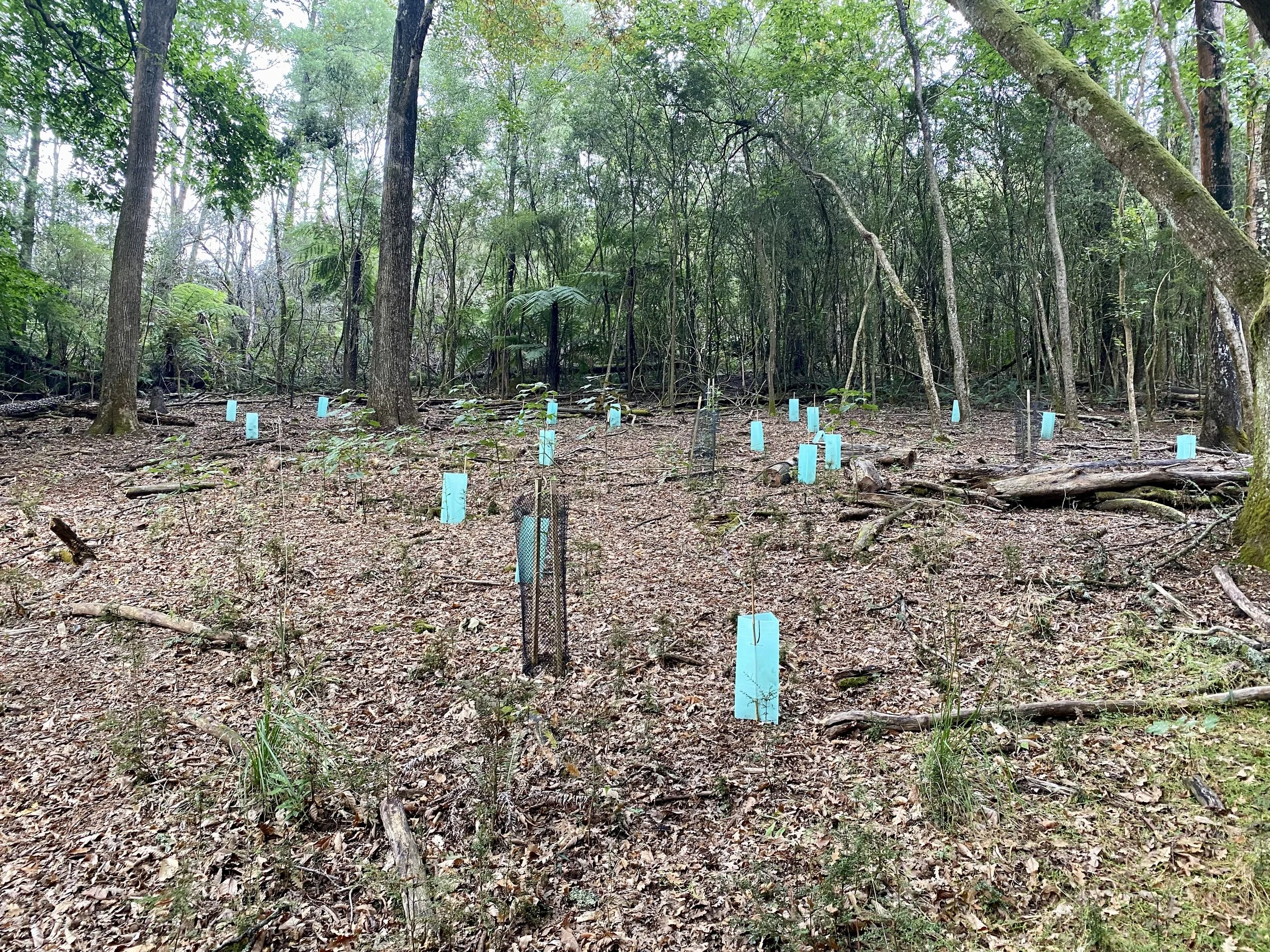 March Sycamore Blitz