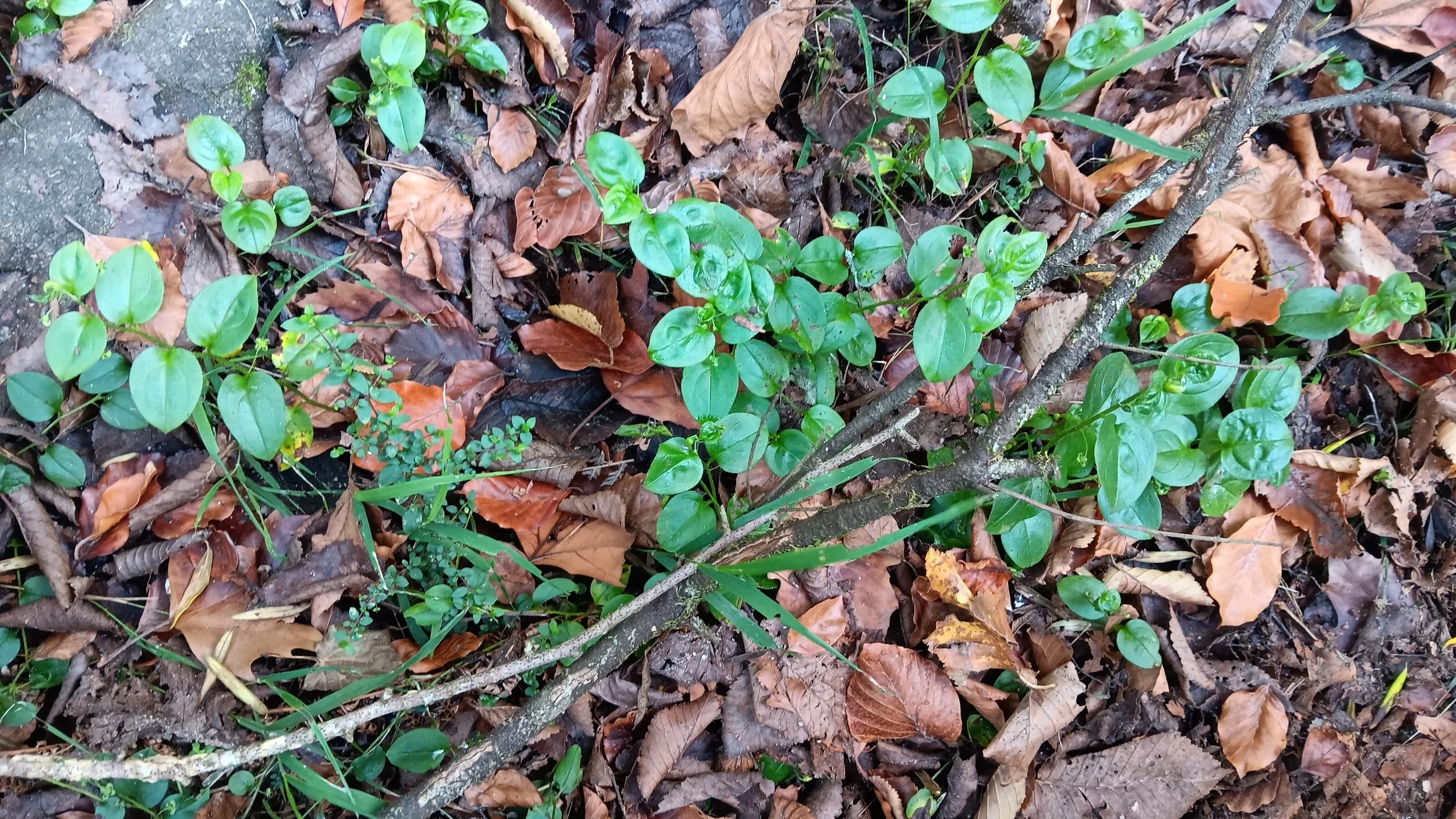 A low-growing plant seen at the edges of paths. Feel the underside of the leaf and you will understand the name.