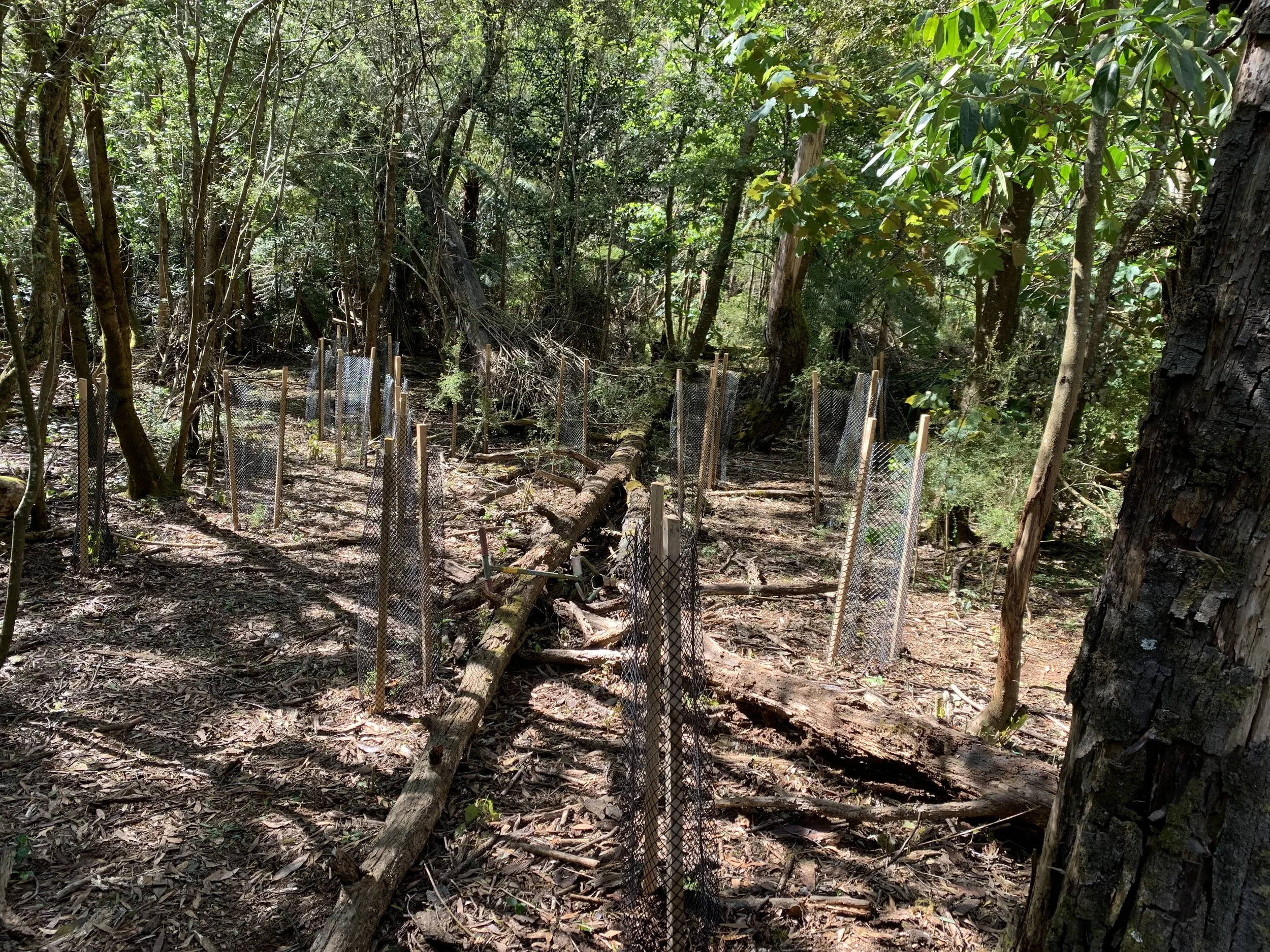 Planting finished, Thursday 16 October 2025