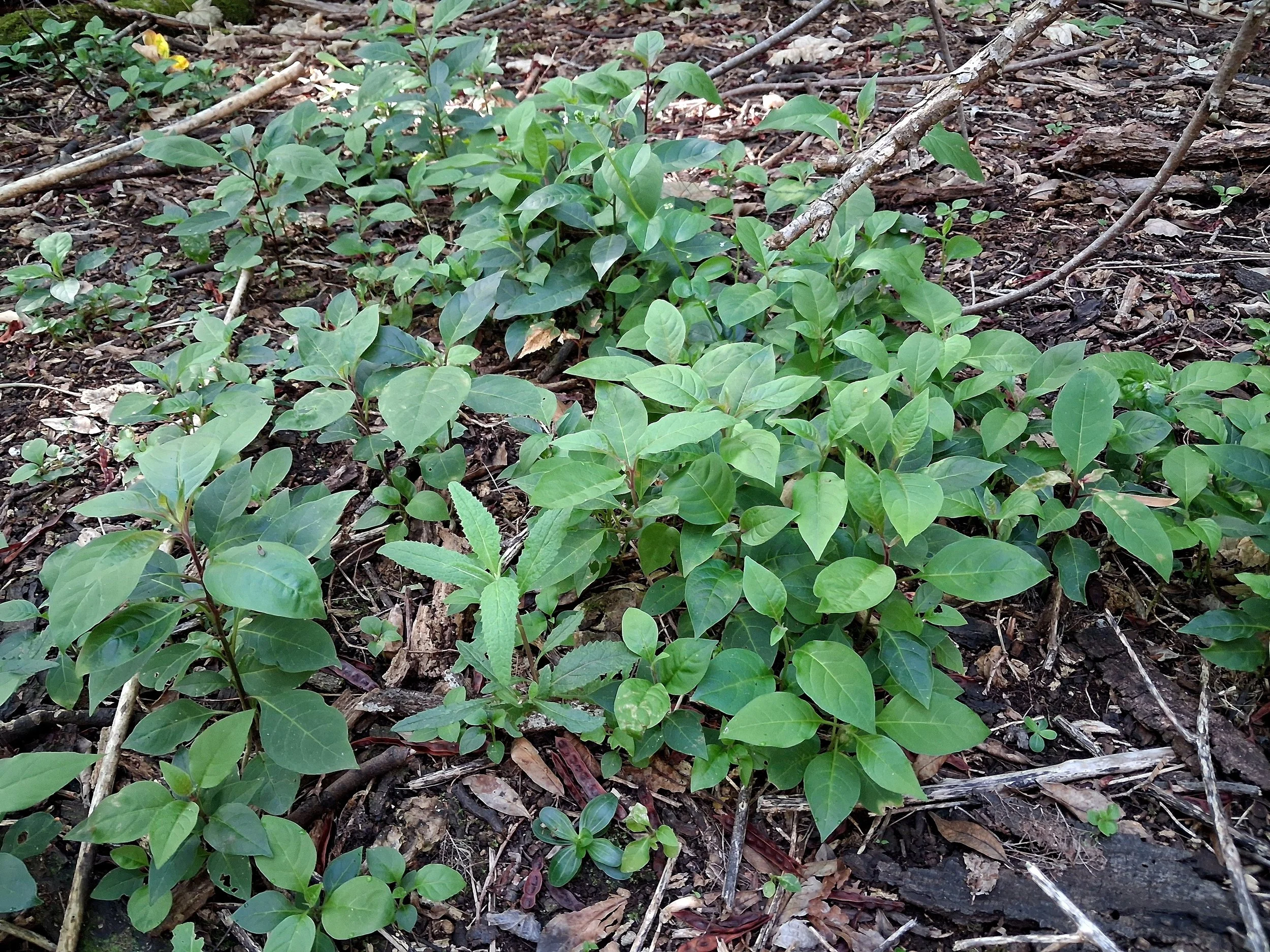New seedlings of Cestrum weeded in April
