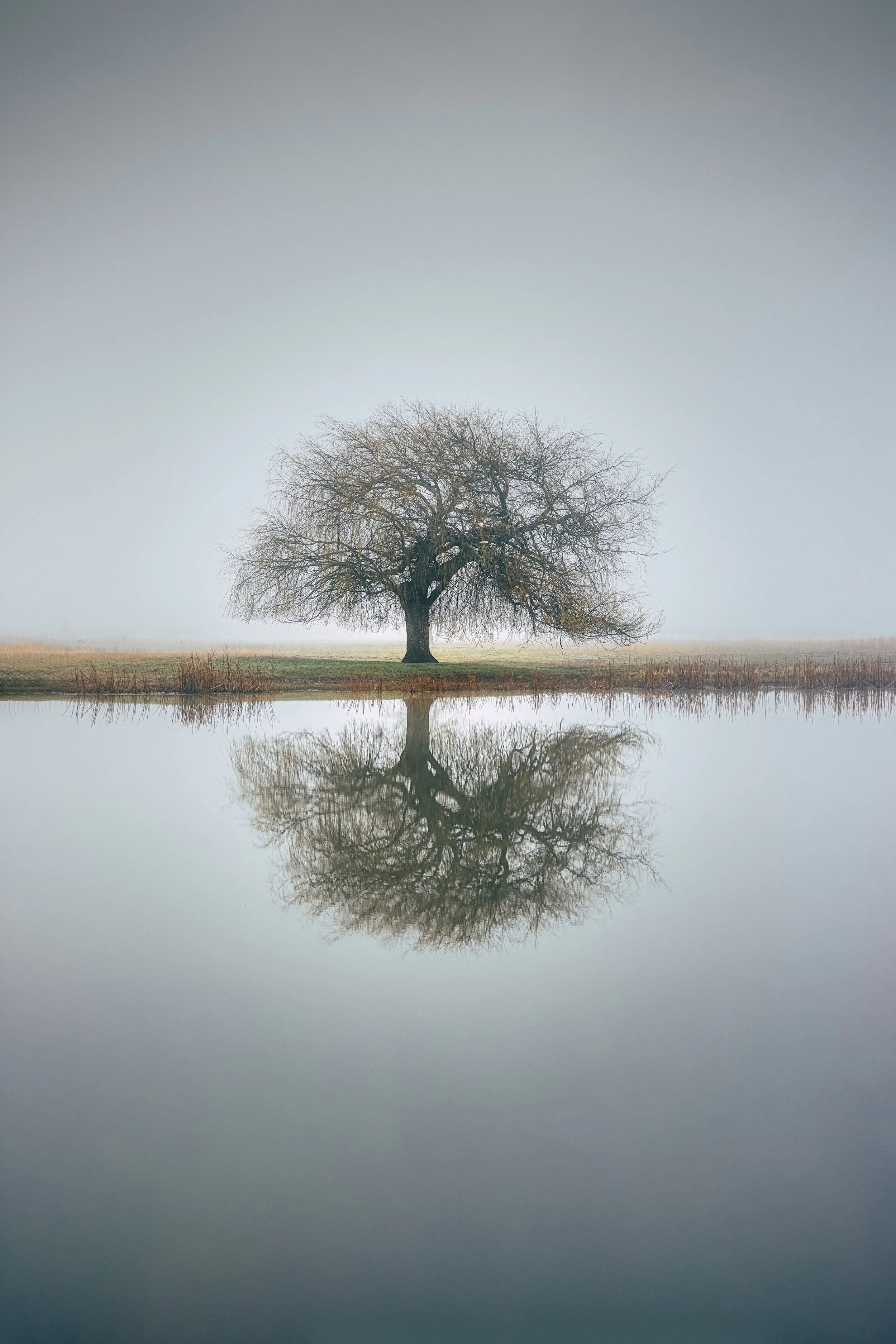 A lone leafless tree standing by a body of calm water, creating a mirror reflection of the tree and the sky.