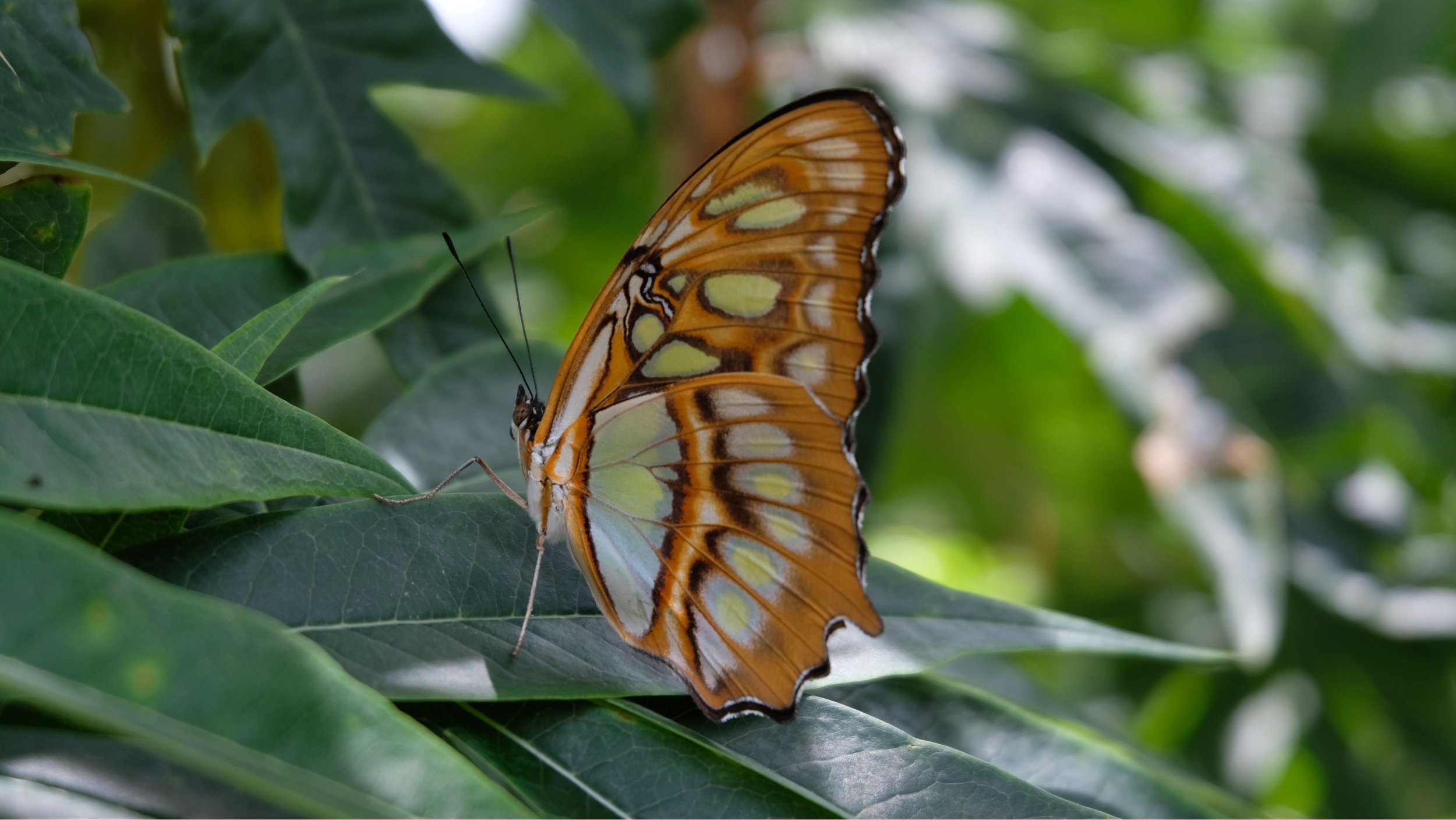 Orange and black butterfly with yellow and white spots resting on green leaves.