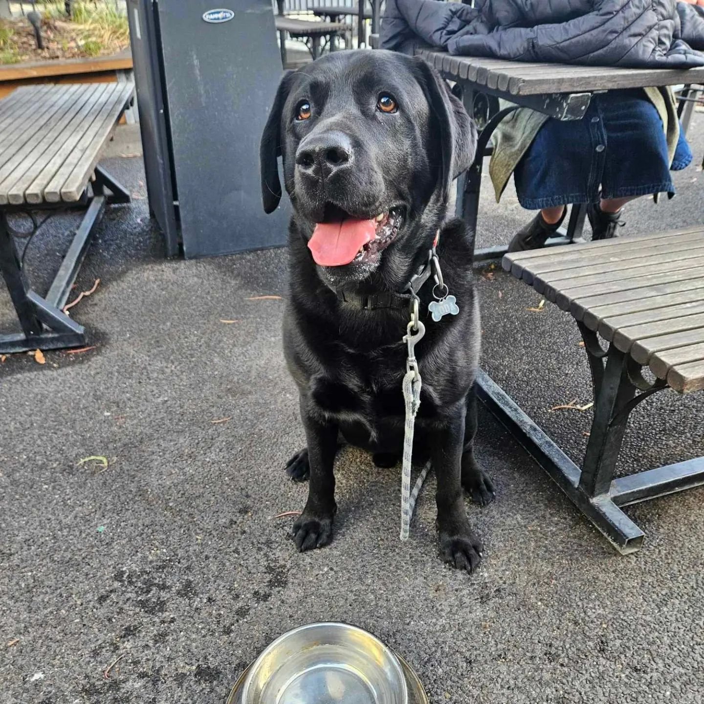 Dogs of the Star Hotel! 🐕

Your dogs are always welcome in our beer garden! Bring them down today for bottomless water bowls and maybe a cheeky nugget or two!

#dogsofthestarhotel #dogfriendly #dogfriendlypub #starhotelsale #themiddleofeverywhere #g