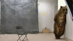 Miller High Life | Bear