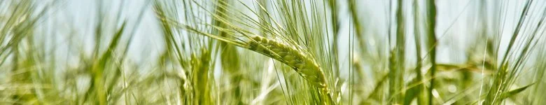 Sixteenth Sunday in Ordinary Time Year A