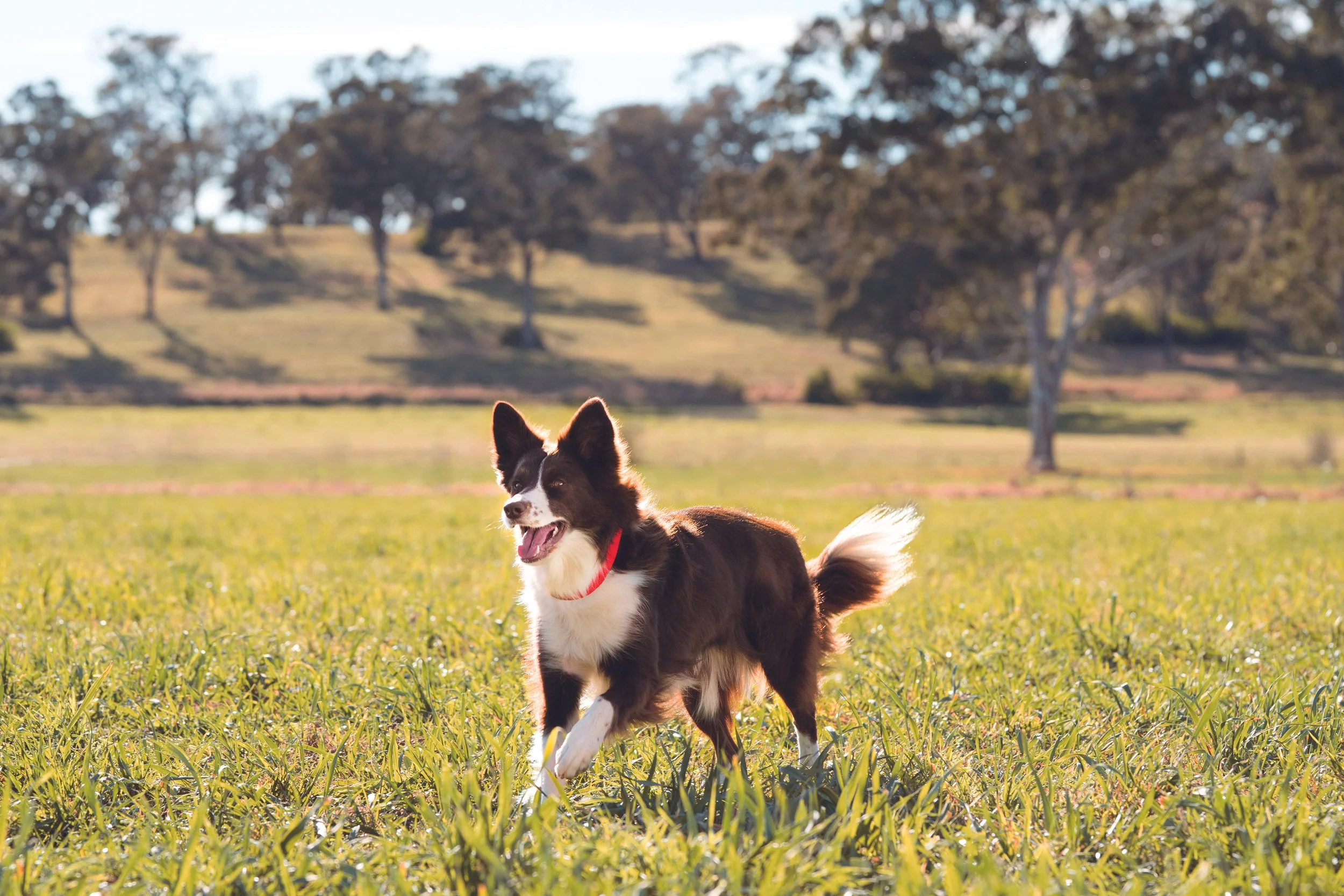 Purina Supercoat Grain Free Chicken BOP copy_LR.jpg