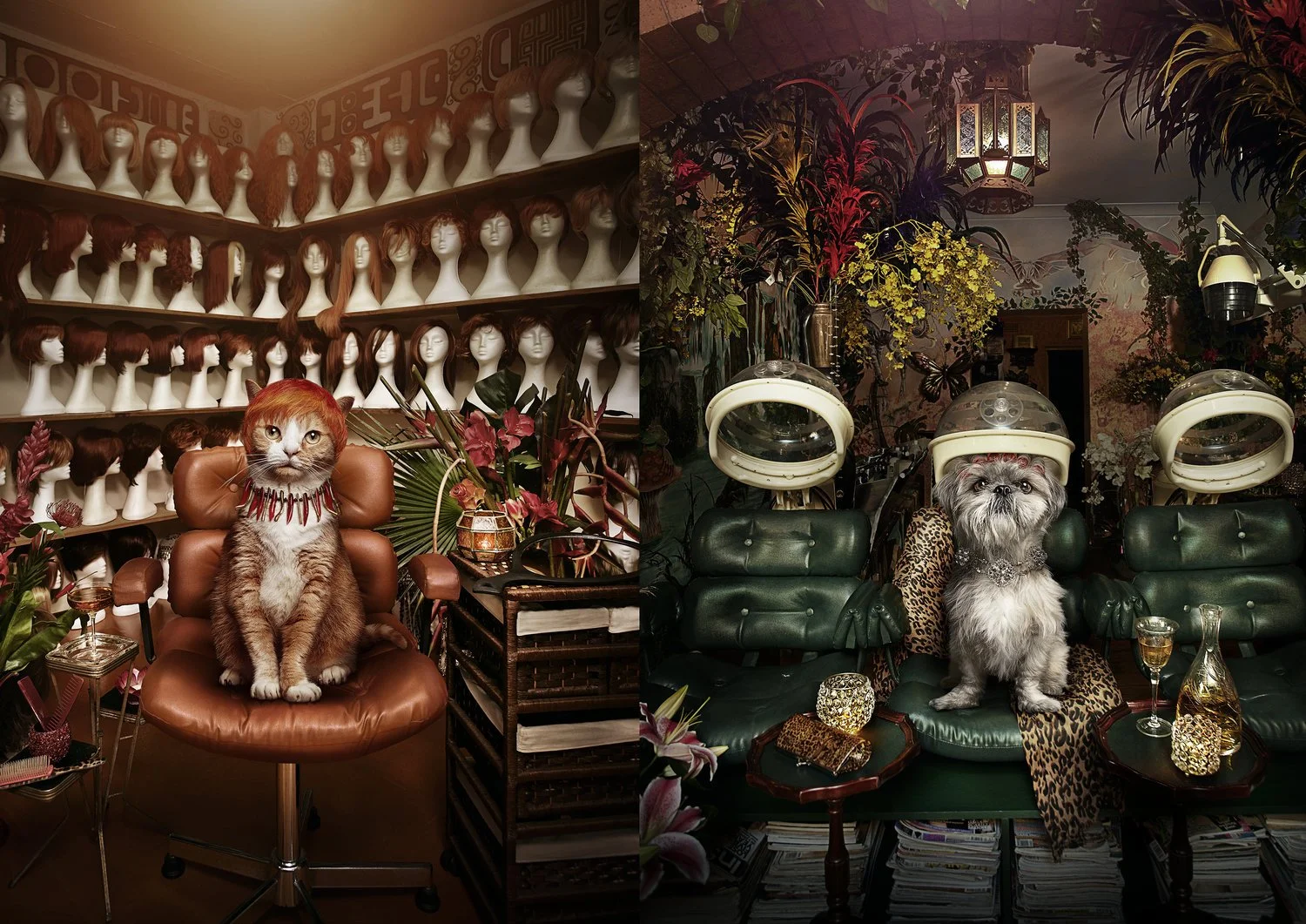 Cats+and+dogs home.jpg