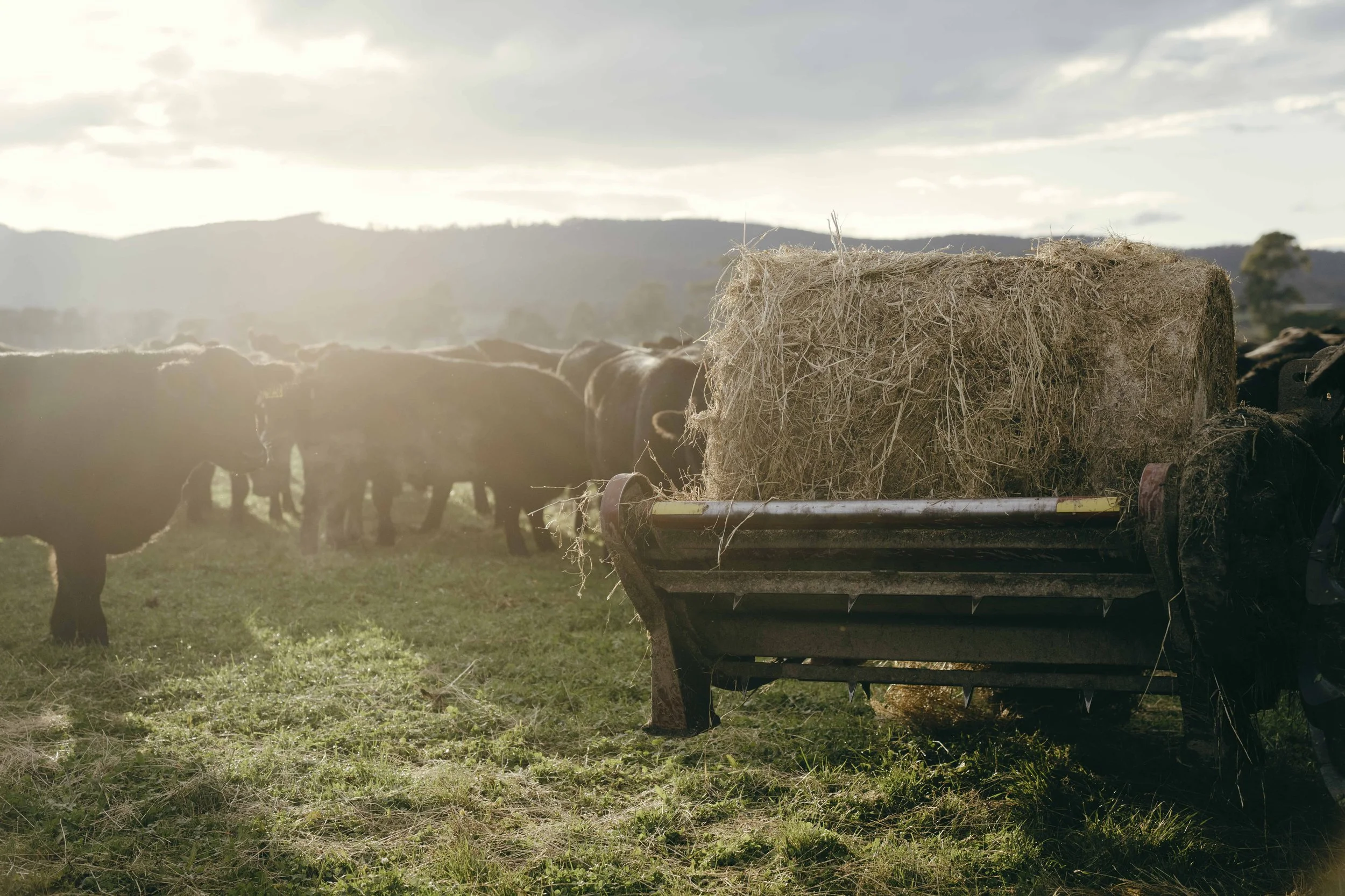 230606_Coles_01 Cattle Farm_1642.jpg