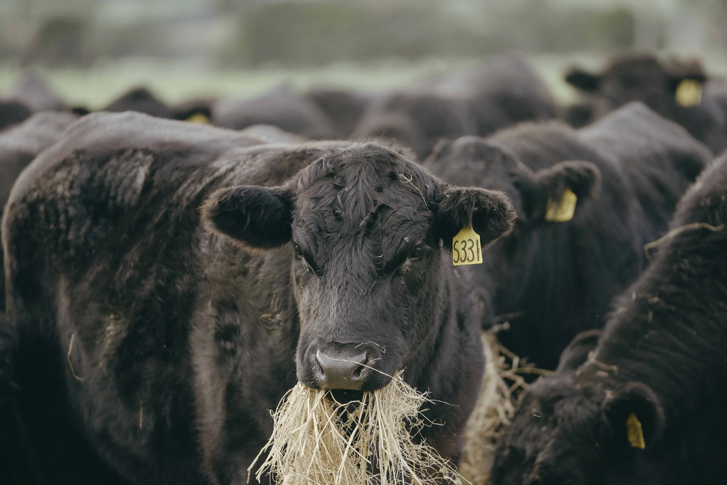 230606_Coles_01 Cattle Farm_1557.jpg