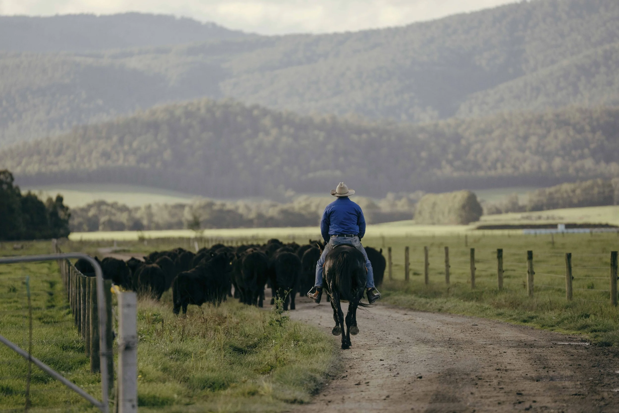 230606_Coles_02 Cattle Farm_2126.jpg