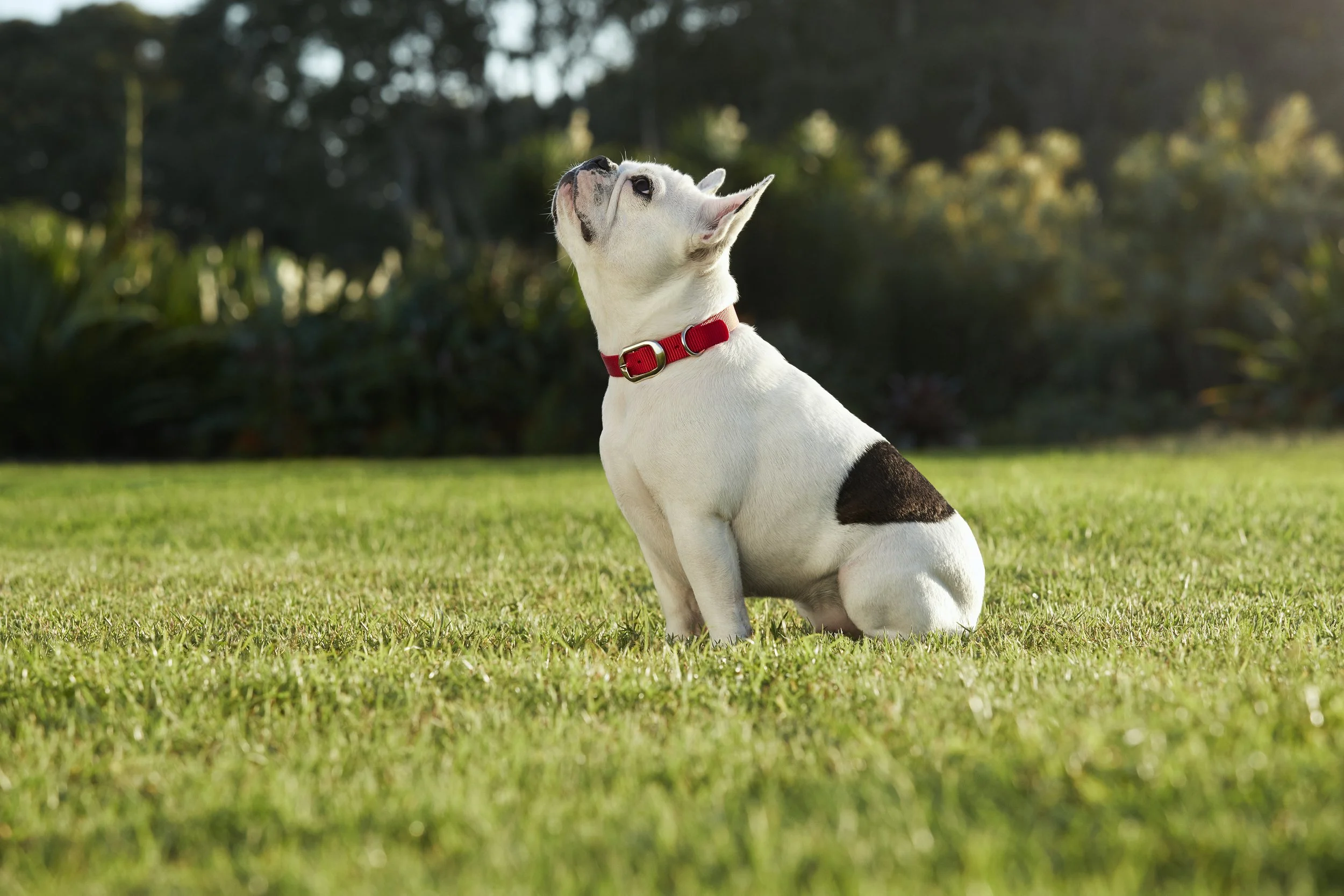 McCann Purina French B BOP 1246 HRC 03.jpg