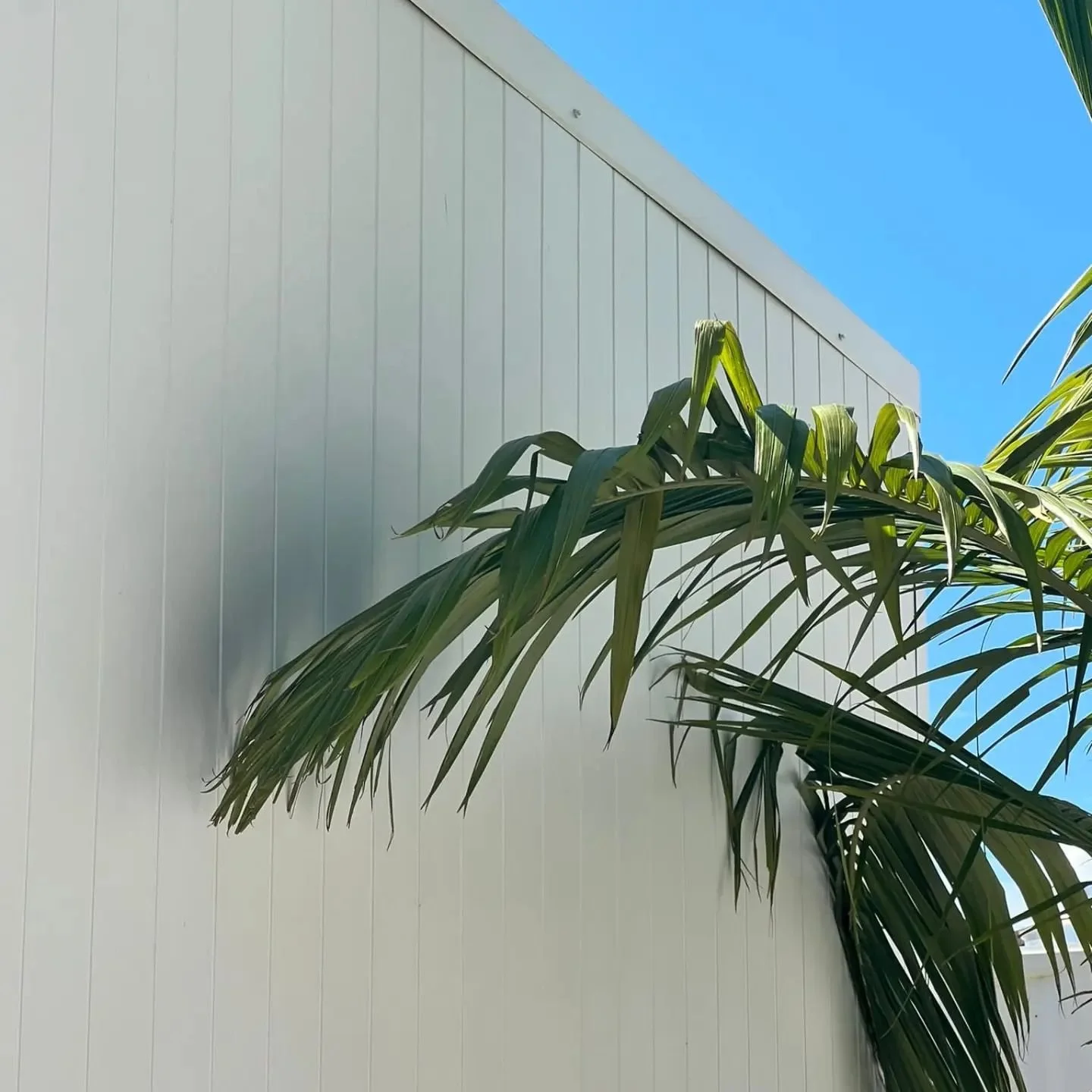 Blue skies & palms
.
.
.
.
.
.
.
.
.
#lennox3188 #lennox #palm #baysidemelbourne