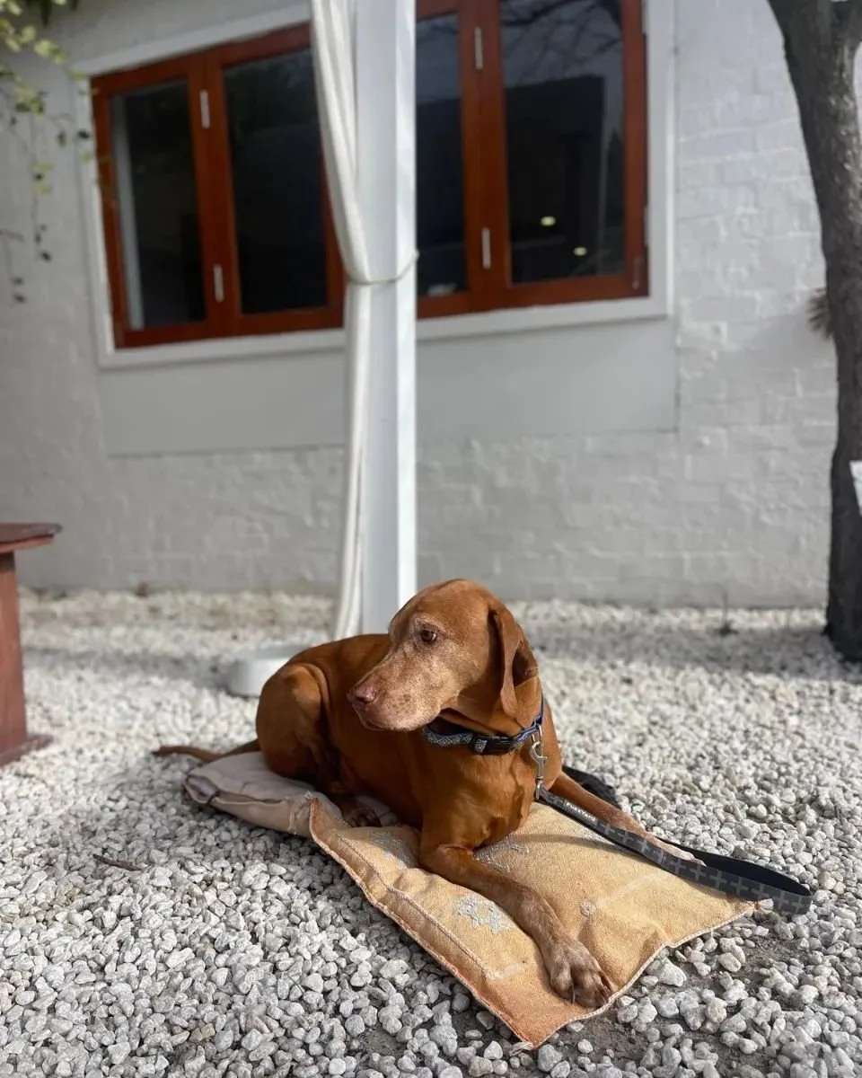 Everyone is a VIP at Lennox 
(Those are cushions used only for dogs not shared :) 
.
.
.
.
.
.
.
.
.
.
.
.
#lennox3188 #lennox #dogs #dogfriendlycafe #cafemelbourne #cafe #baysidemelbourne