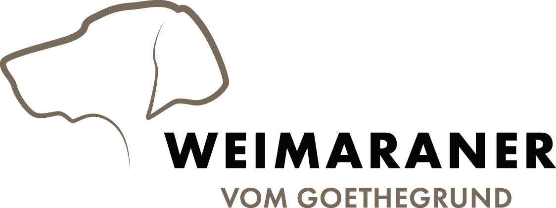 Weimaraner vom Goethegrund