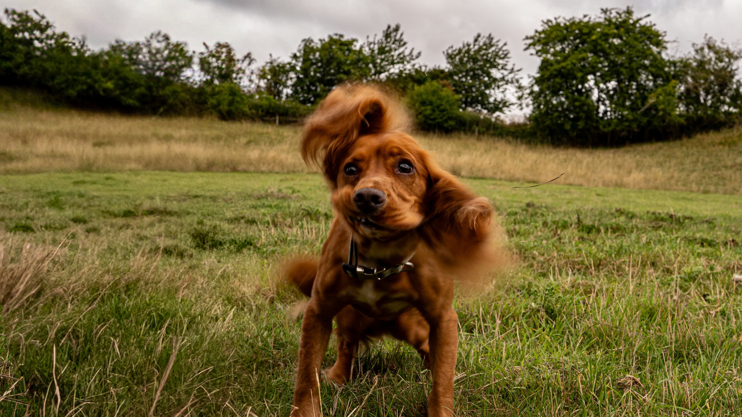 Capturing Cherished Moments – Pet Photography in Harrogate