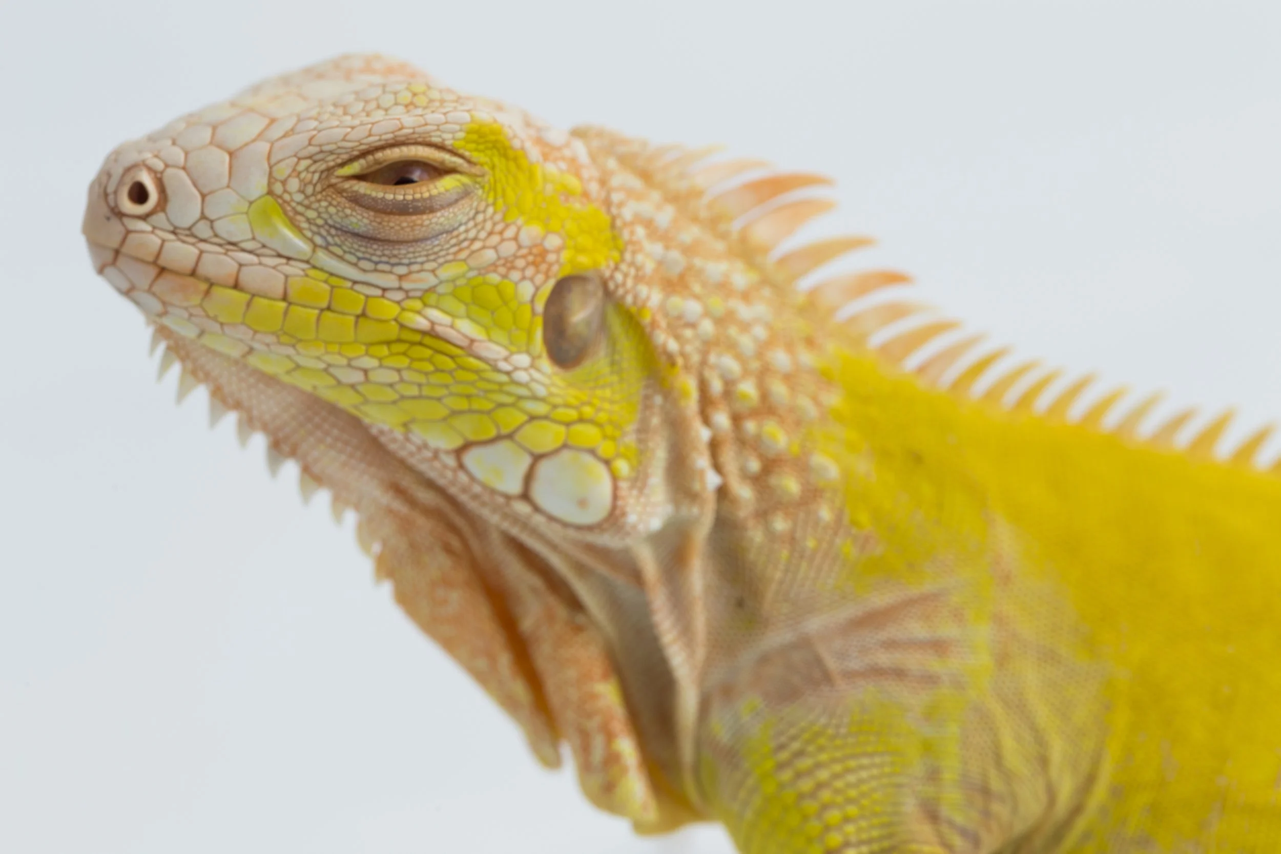 Decoding the Influence: Psychology of Colour in Branding and Selecting the Perfect Palette for Your Business