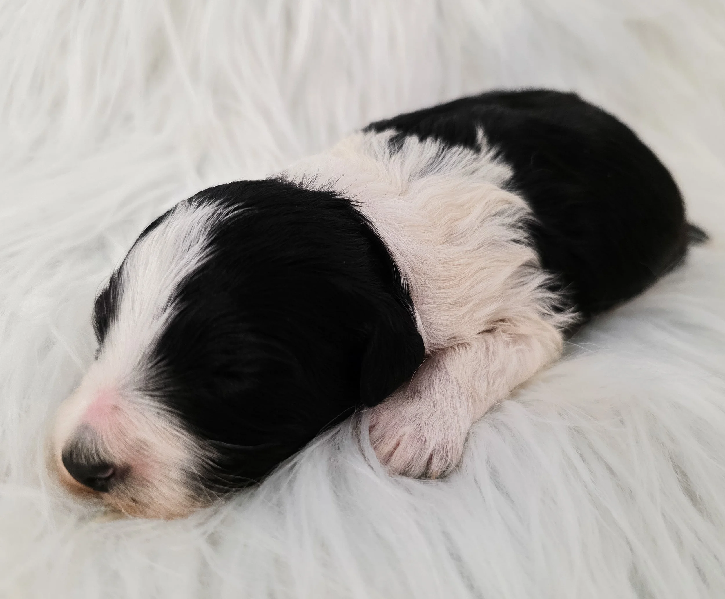 black and white bordoodle puppy Australia QLD