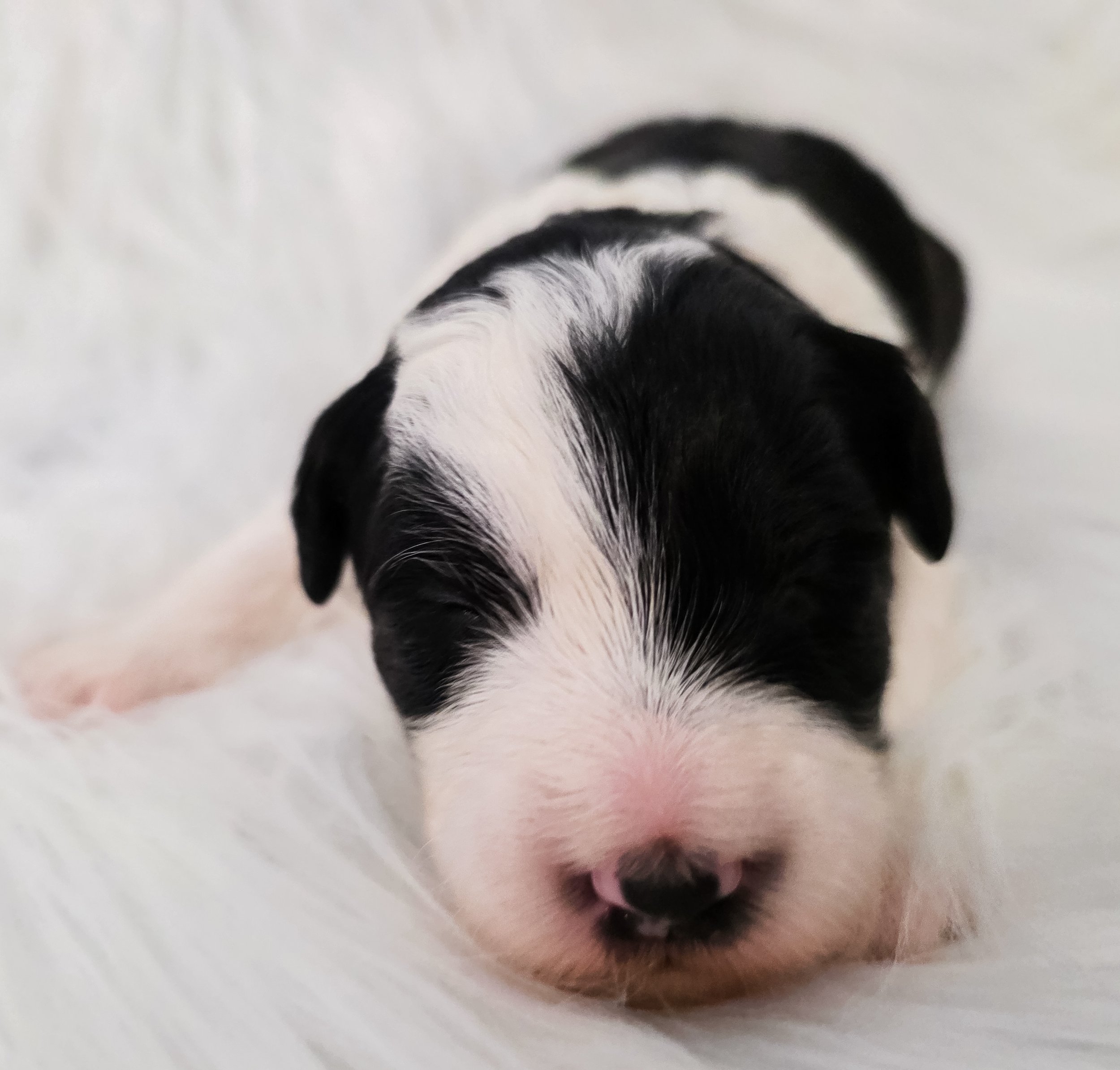 Close-up of a tiny black and white puppy sleeping on a soft white surface.