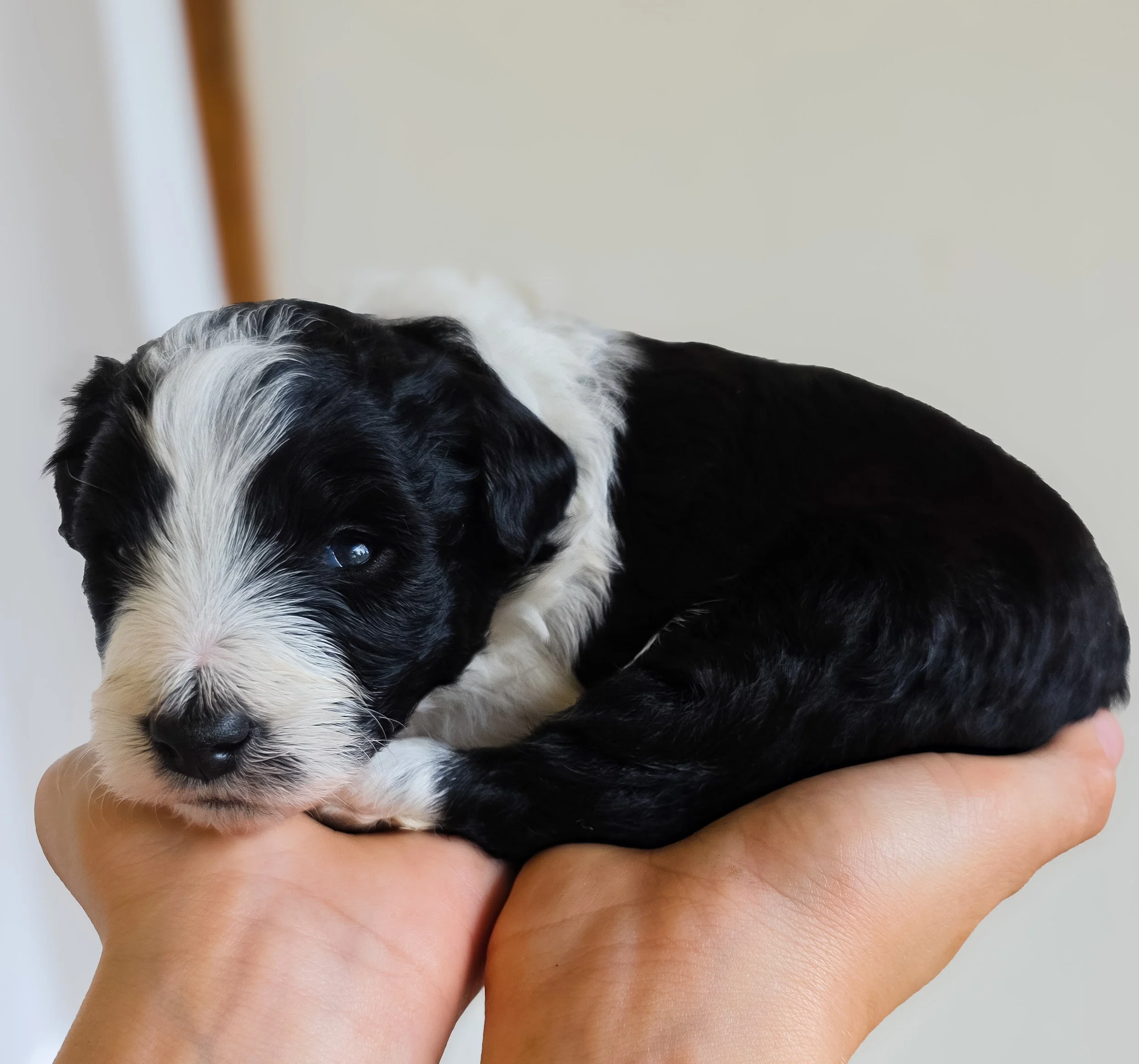 black and white bordoodle puppy Australia QLD