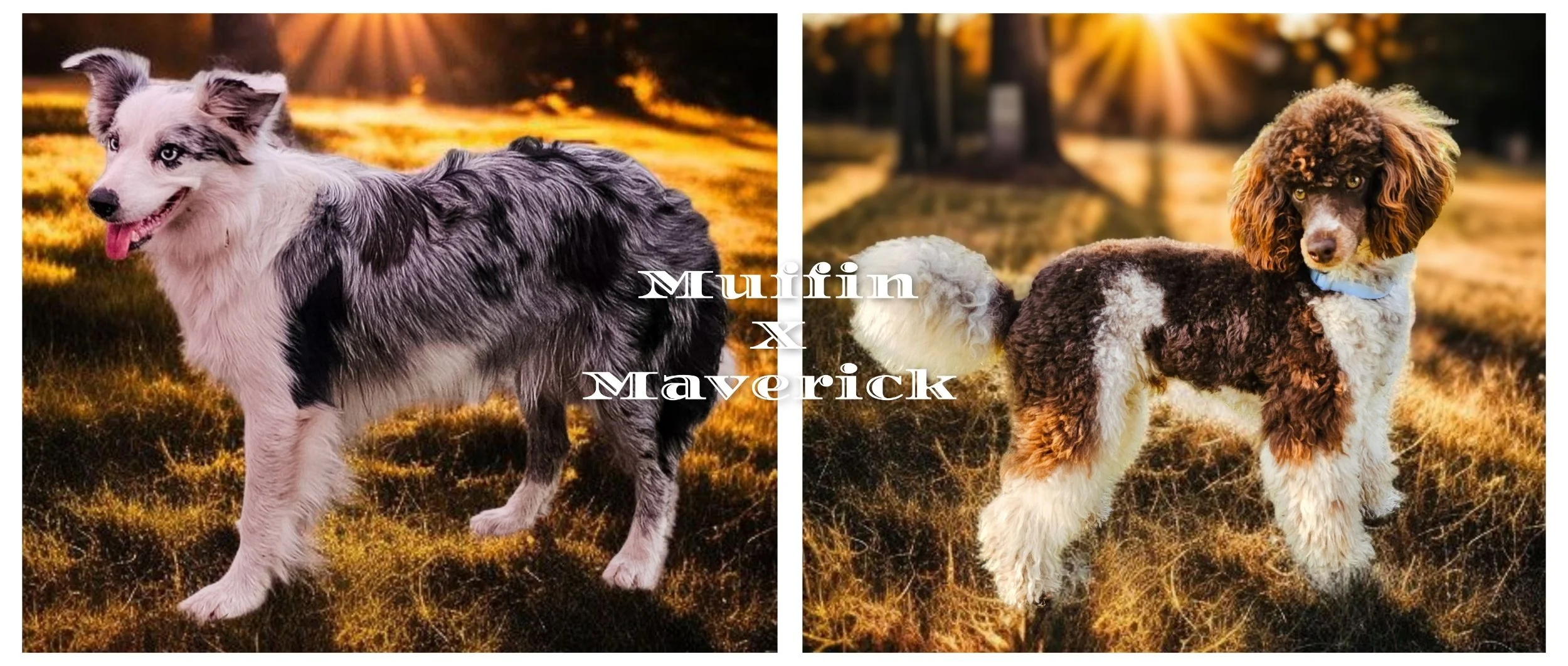 A side-by-side photo of two dogs in a sunset-lit park, with text overlay reading 'Mufiin & Maverick'.