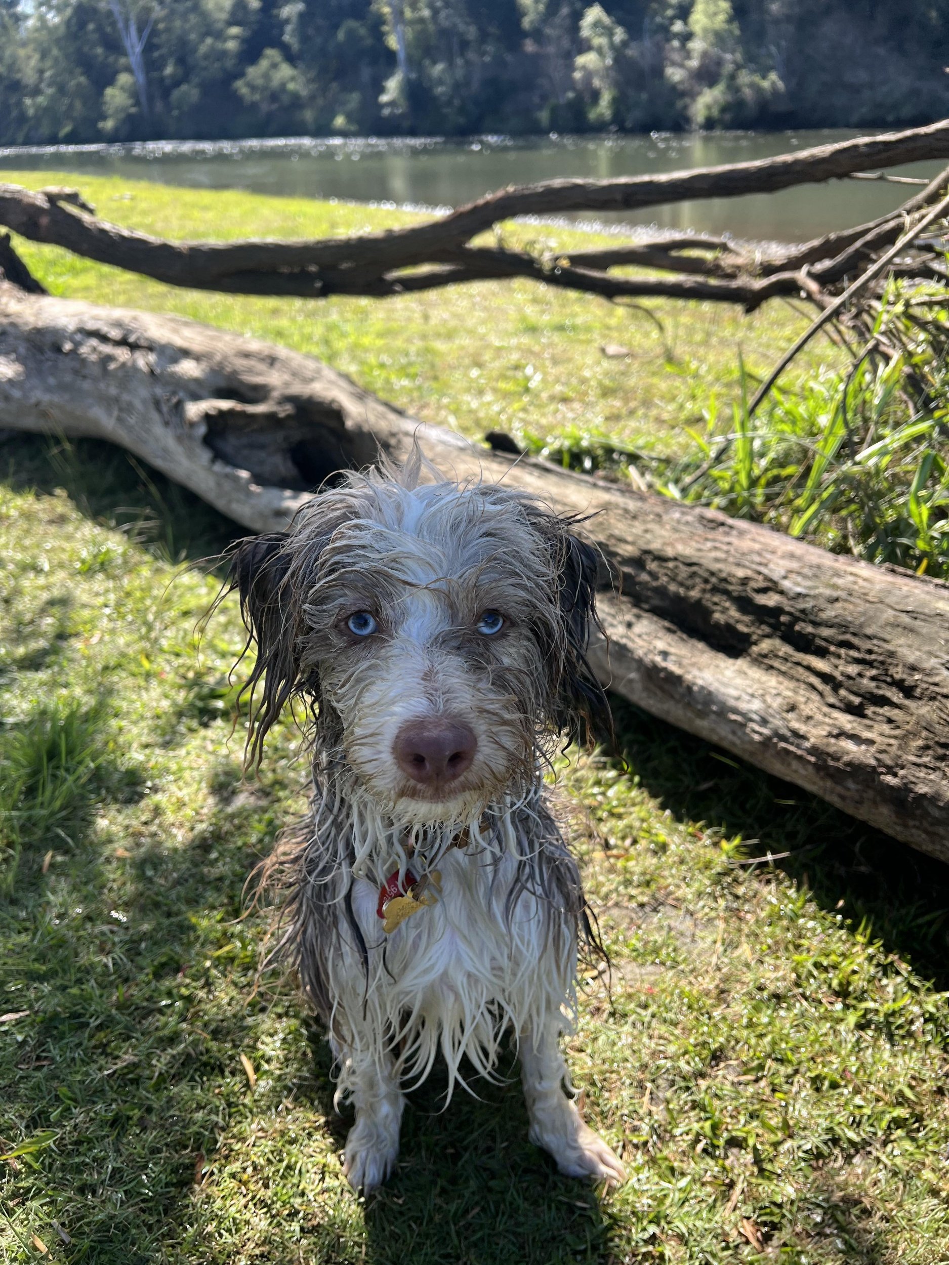 Wet dog with blue eyes sitting on grass near a fallen log by a river in a wooded area.