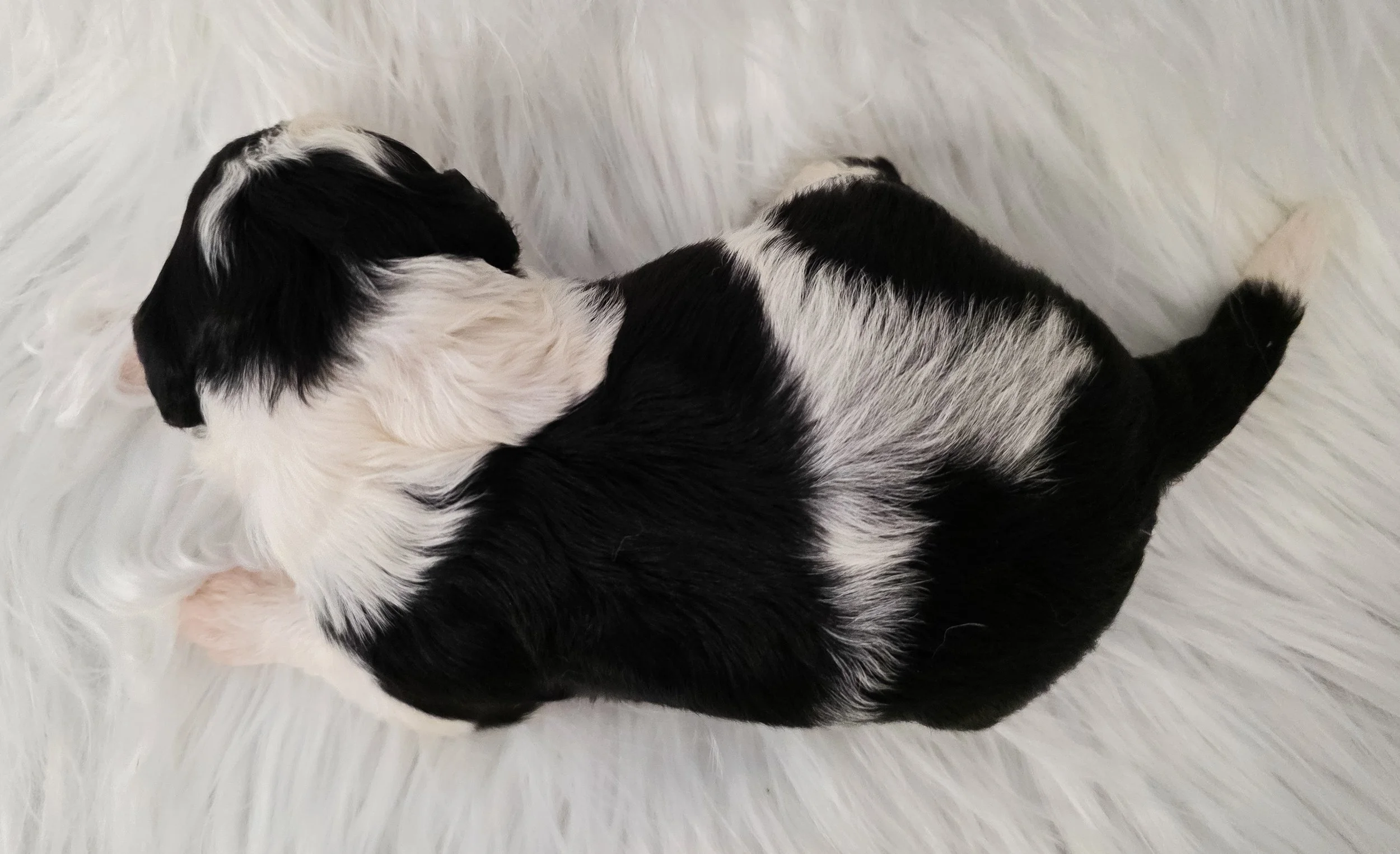 Black and white puppy lying on a white faux fur rug.