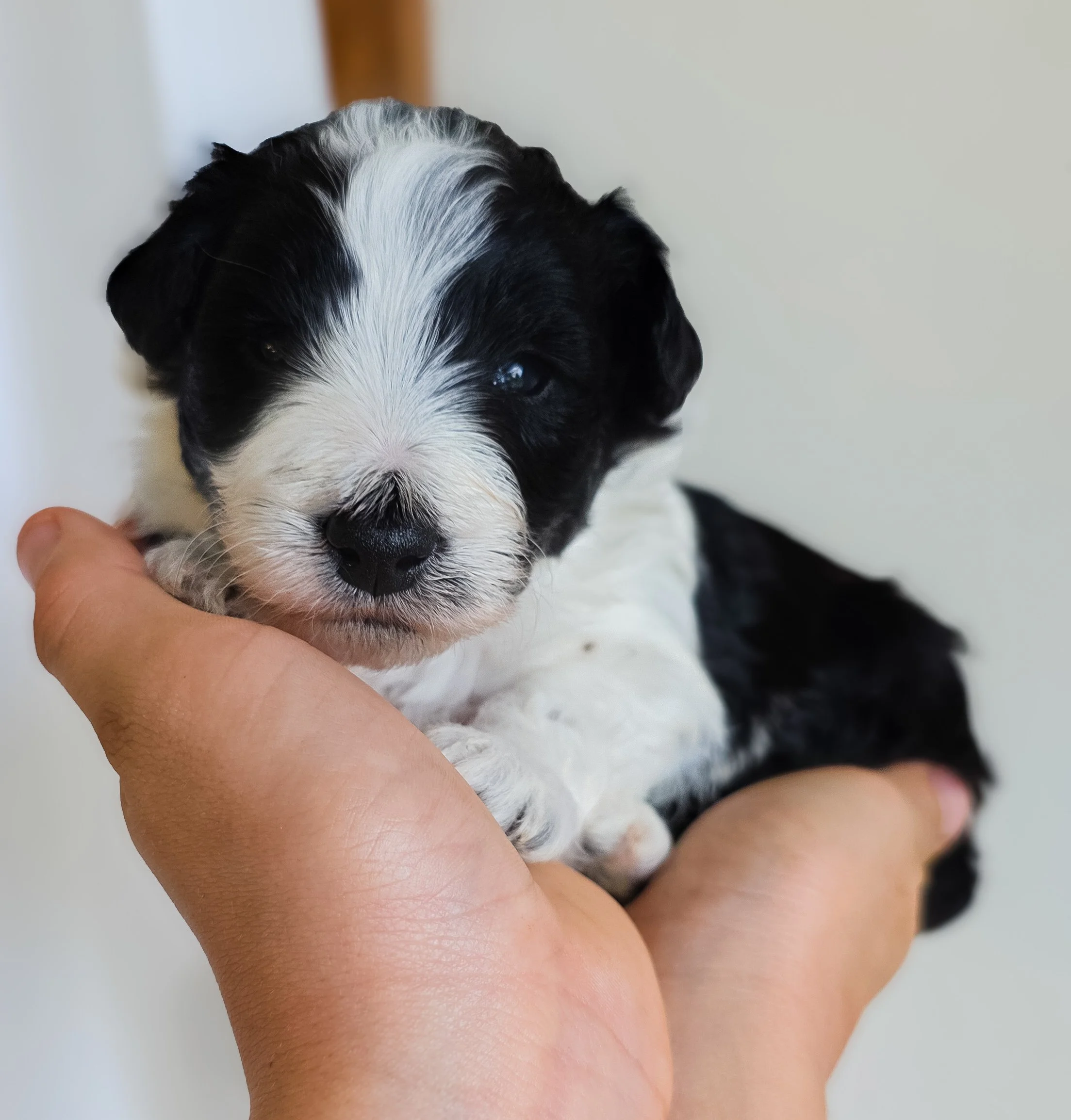 black and white bordoodle puppy Australia QLD