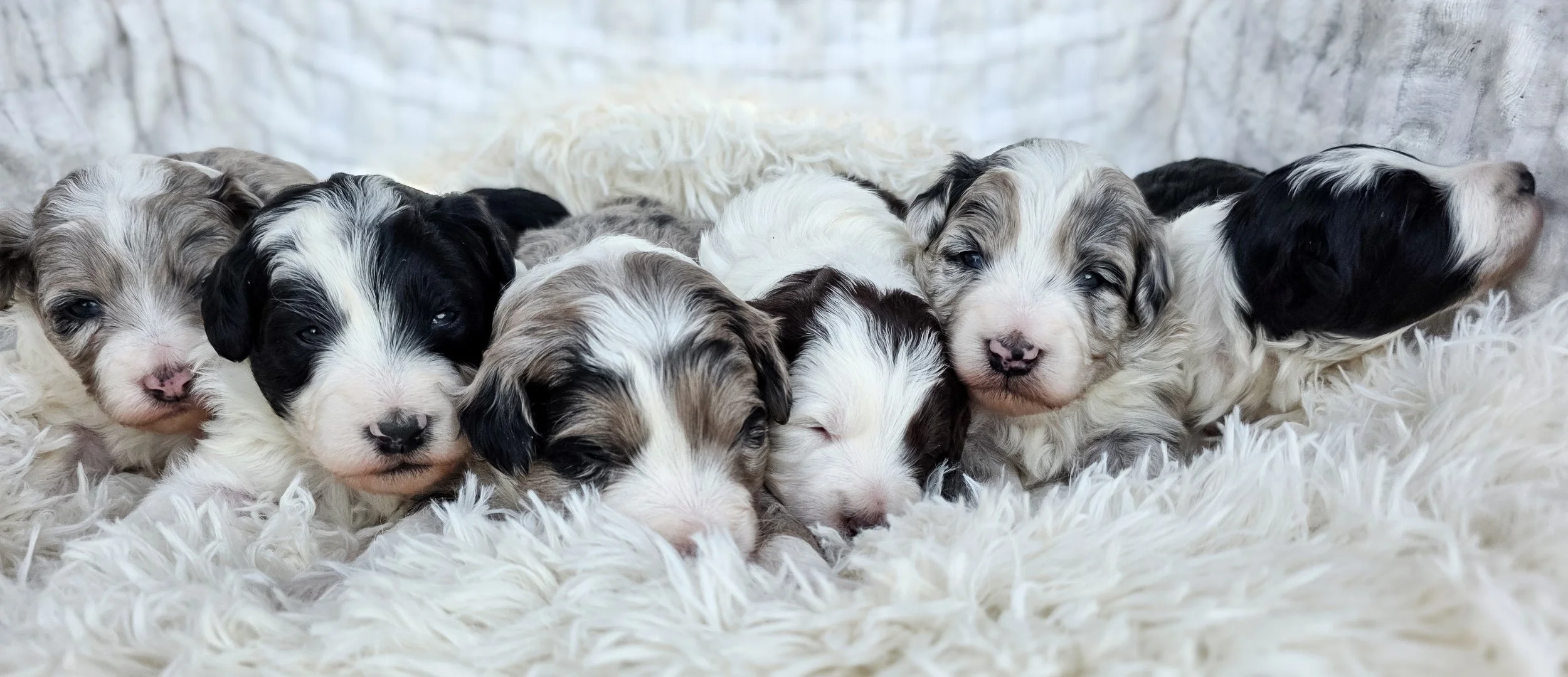 Six adorable puppy dogs lying on a fluffy white blanket.