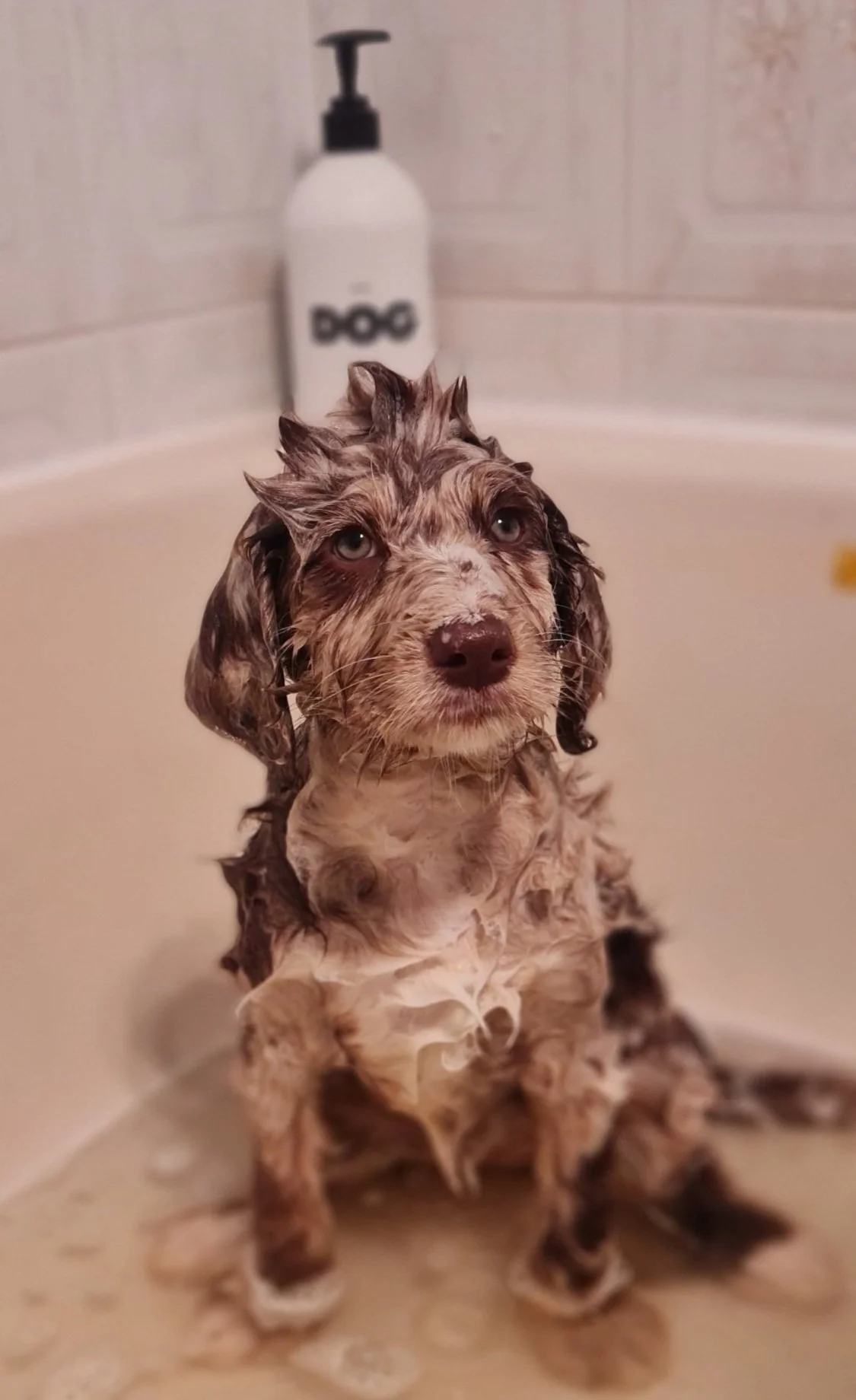 A wet dog with fur soaked and sitting in a bathtub, with a background showing a soap dispenser. The dog has a sad or confused expression.