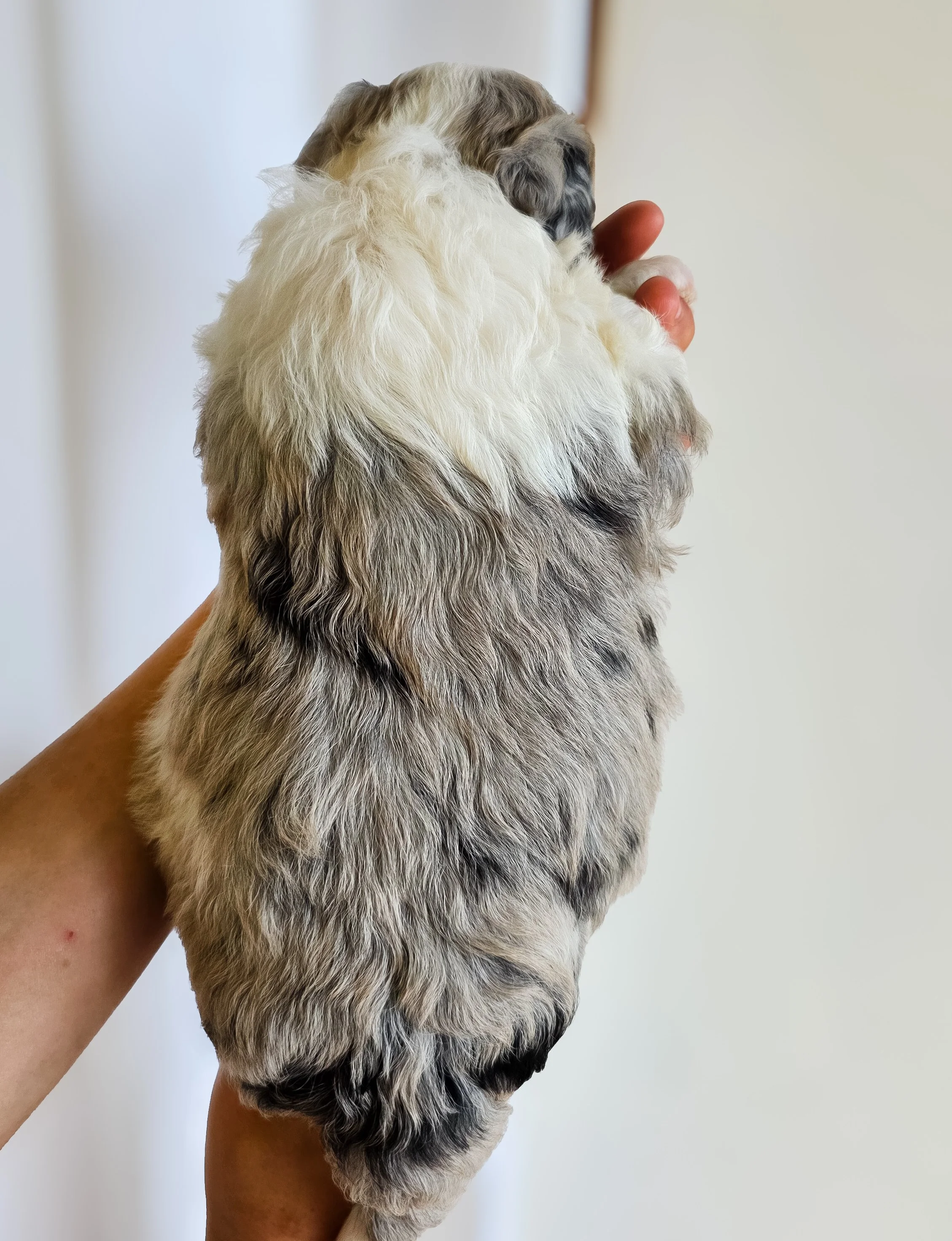 Person holding a fluffy, multicolored puppy with a mix of white, gray, black, and brown fur, facing away from the camera.