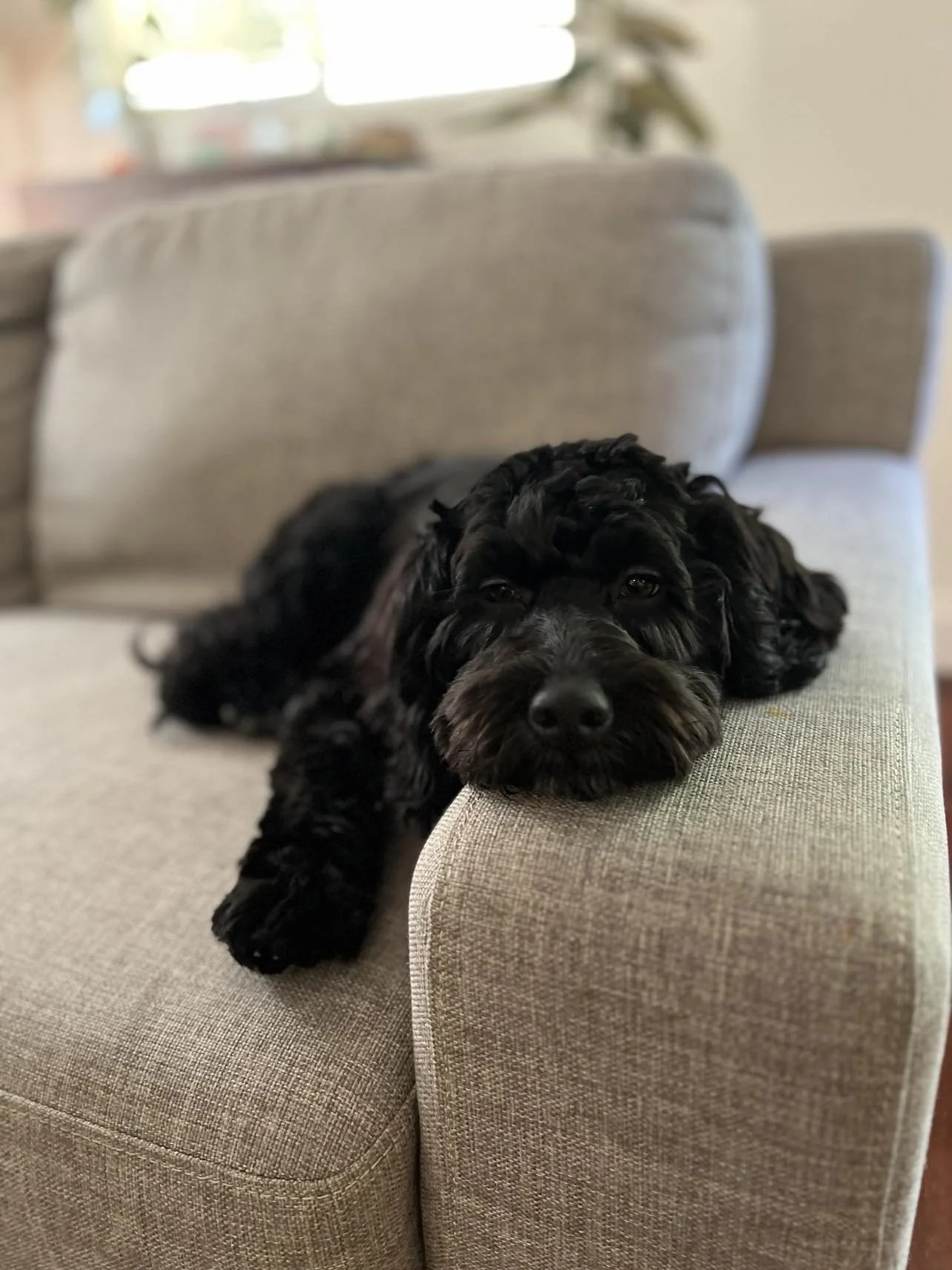 A black puppy lying on a beige couch, resting its head on the armrest with a relaxed expression.