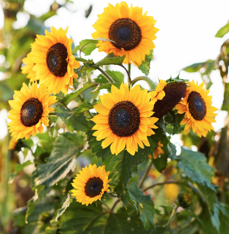 sunflower domino.png