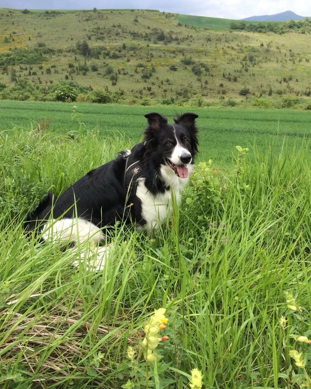 Nahi 💔 The best dog I have ever known, brave and clever like no other, heart of a King. He has been the rock of our family, our guardian angel. Life will never be the same without him.
We will love you forever.