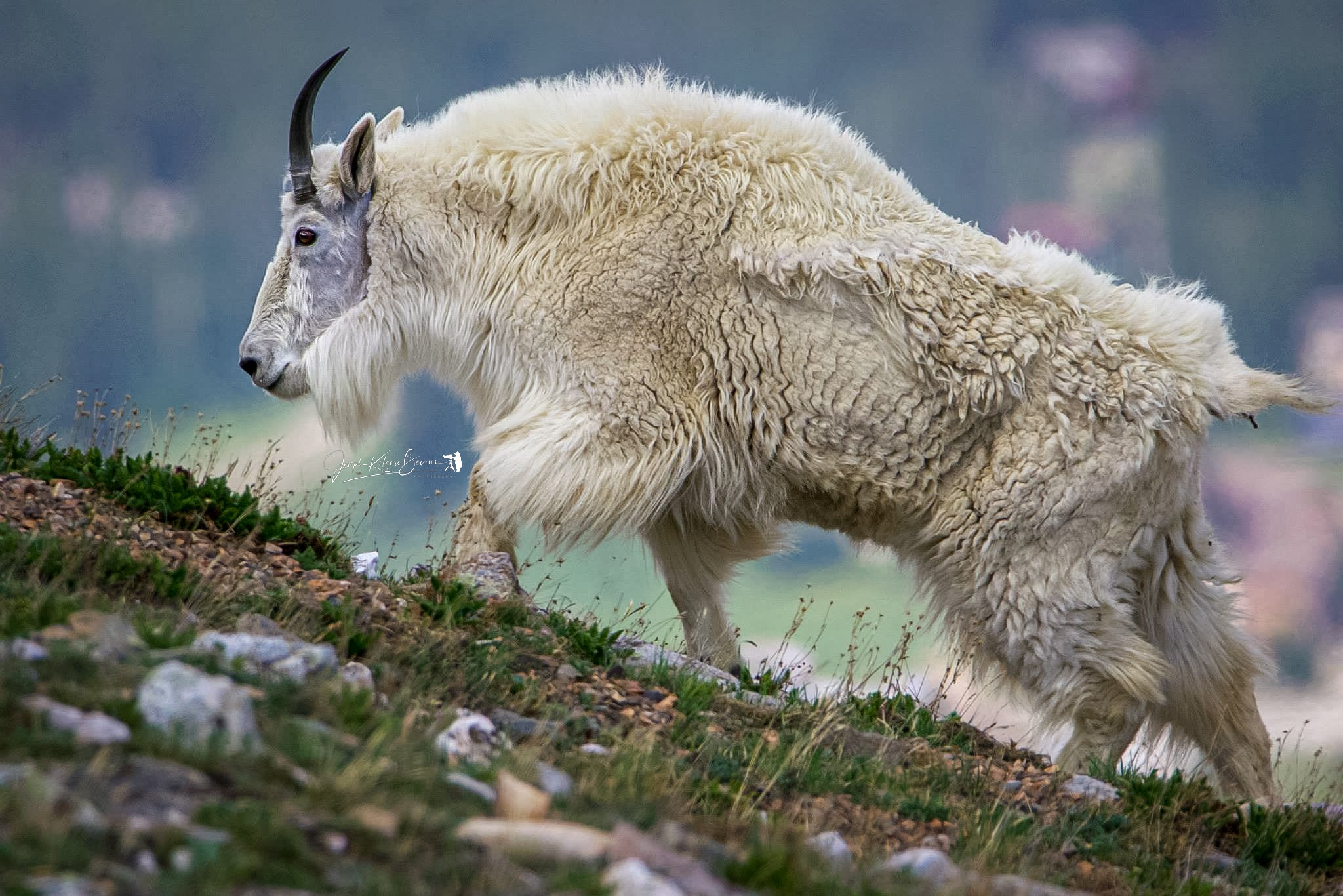 JOE_mountain_goat_2.jpg