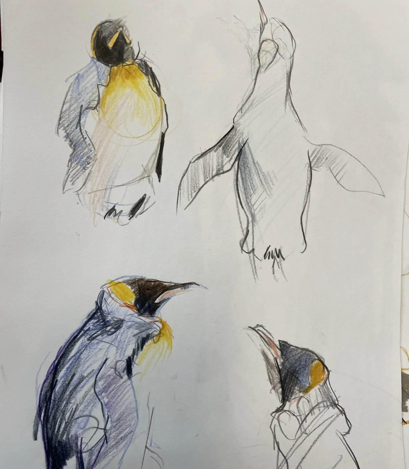 King Penguin, Falkland Islands
Coloured Pencil
21cm x 29cm
