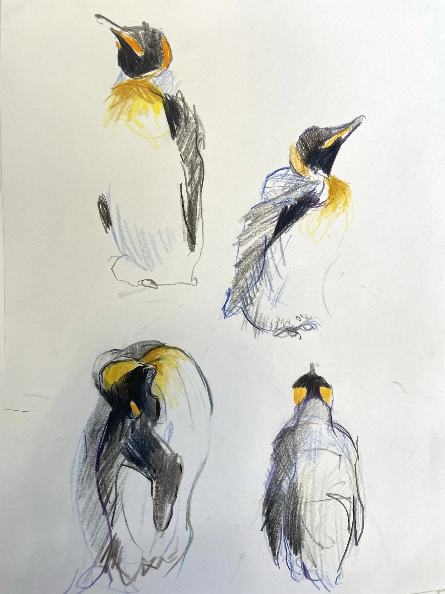 King Penguin, Falkland Islands
Coloured pencil
21cm x 30cm 