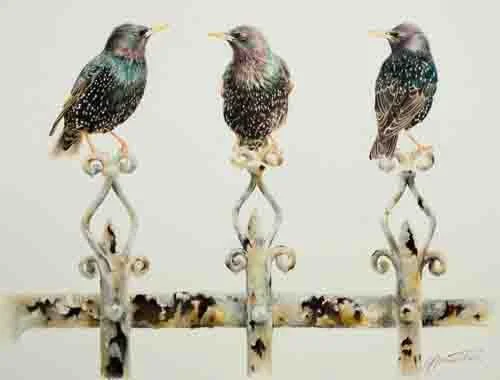starlings_edited-2.jpg