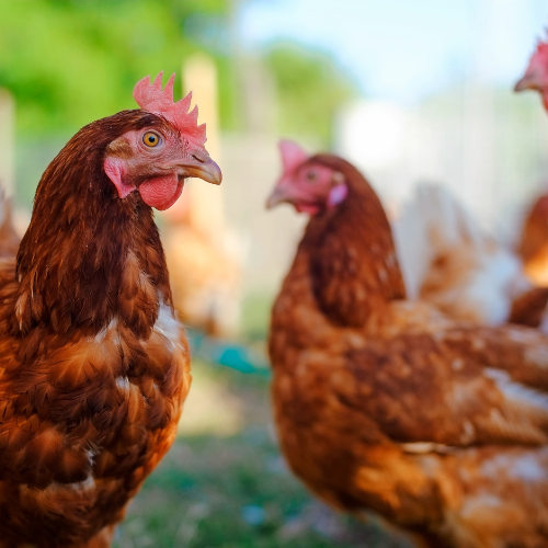From Visionary to Victory: 2018 Entrepreneur of the Year and the Quirky Success of Rent-a-Chicken