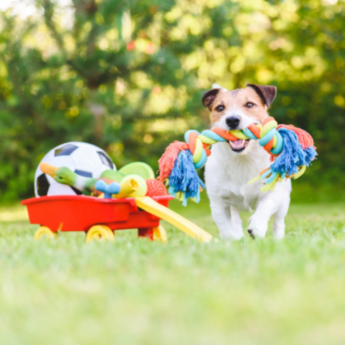 Good News for Small Business, Pet Frenzy, and Manageable Growth