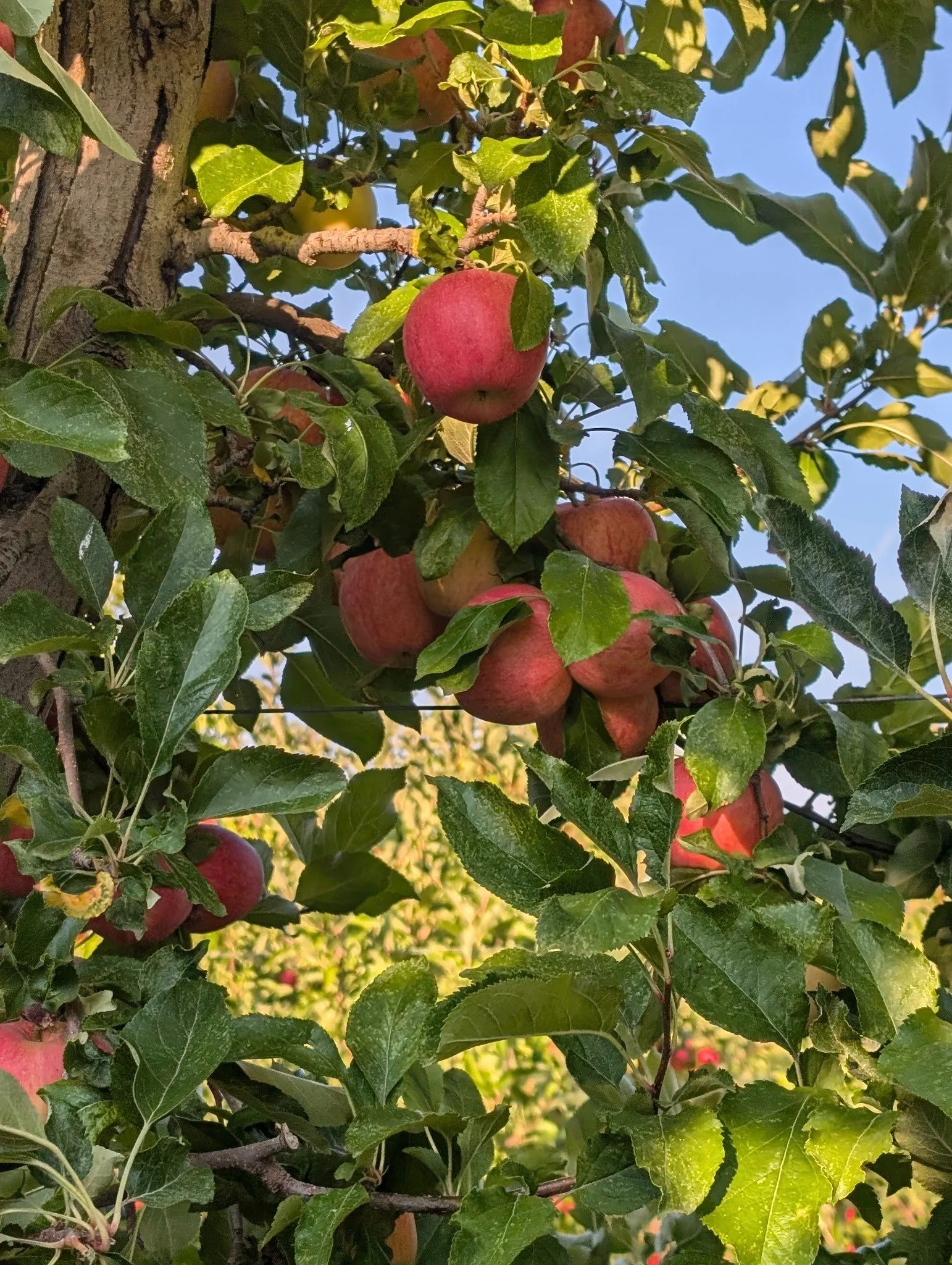 Round 2 Minnesota Apples Premium and Ugly #2 Apples SALE!!!