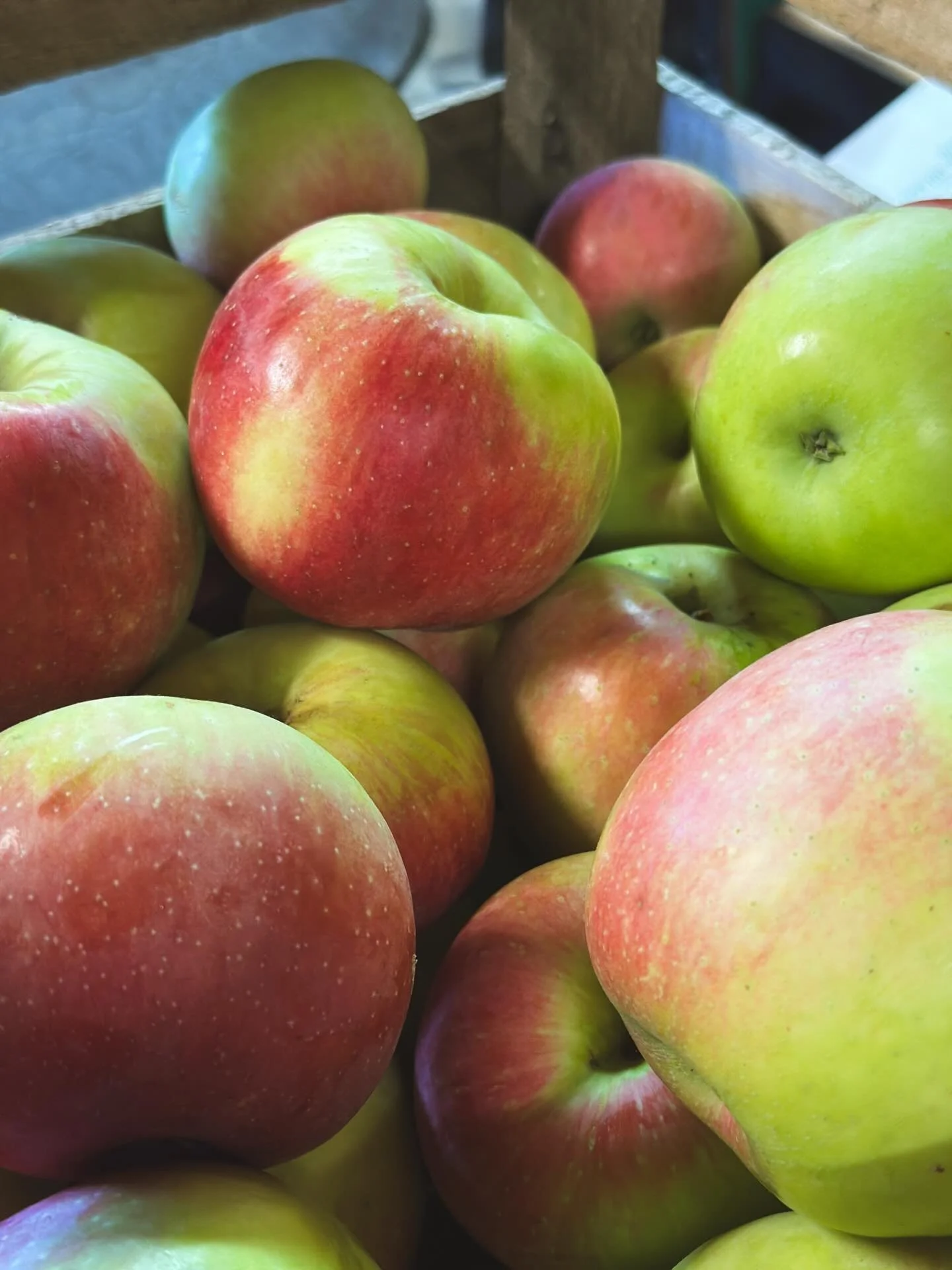 zestar apples.jpg