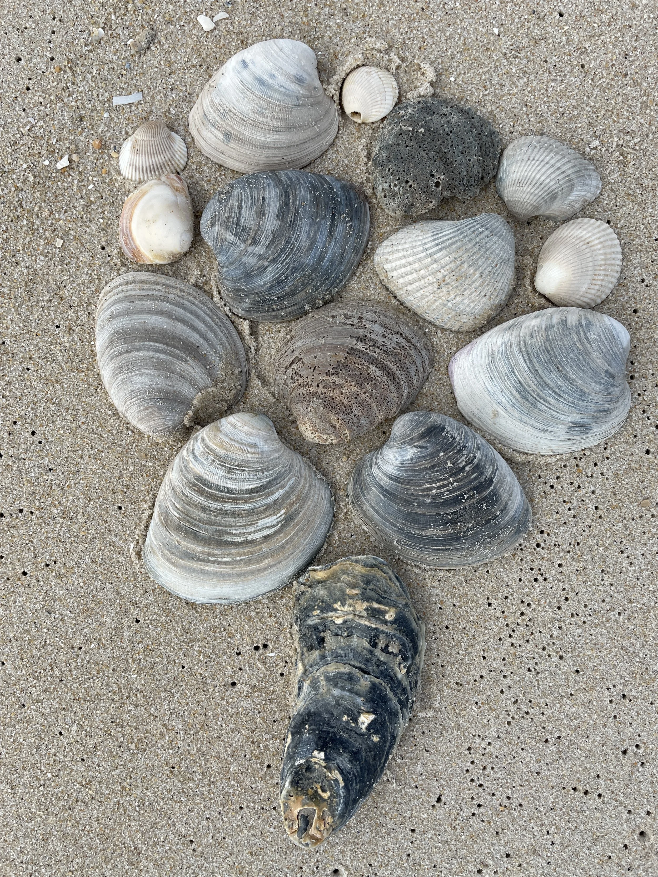 Shells -Assateague Island