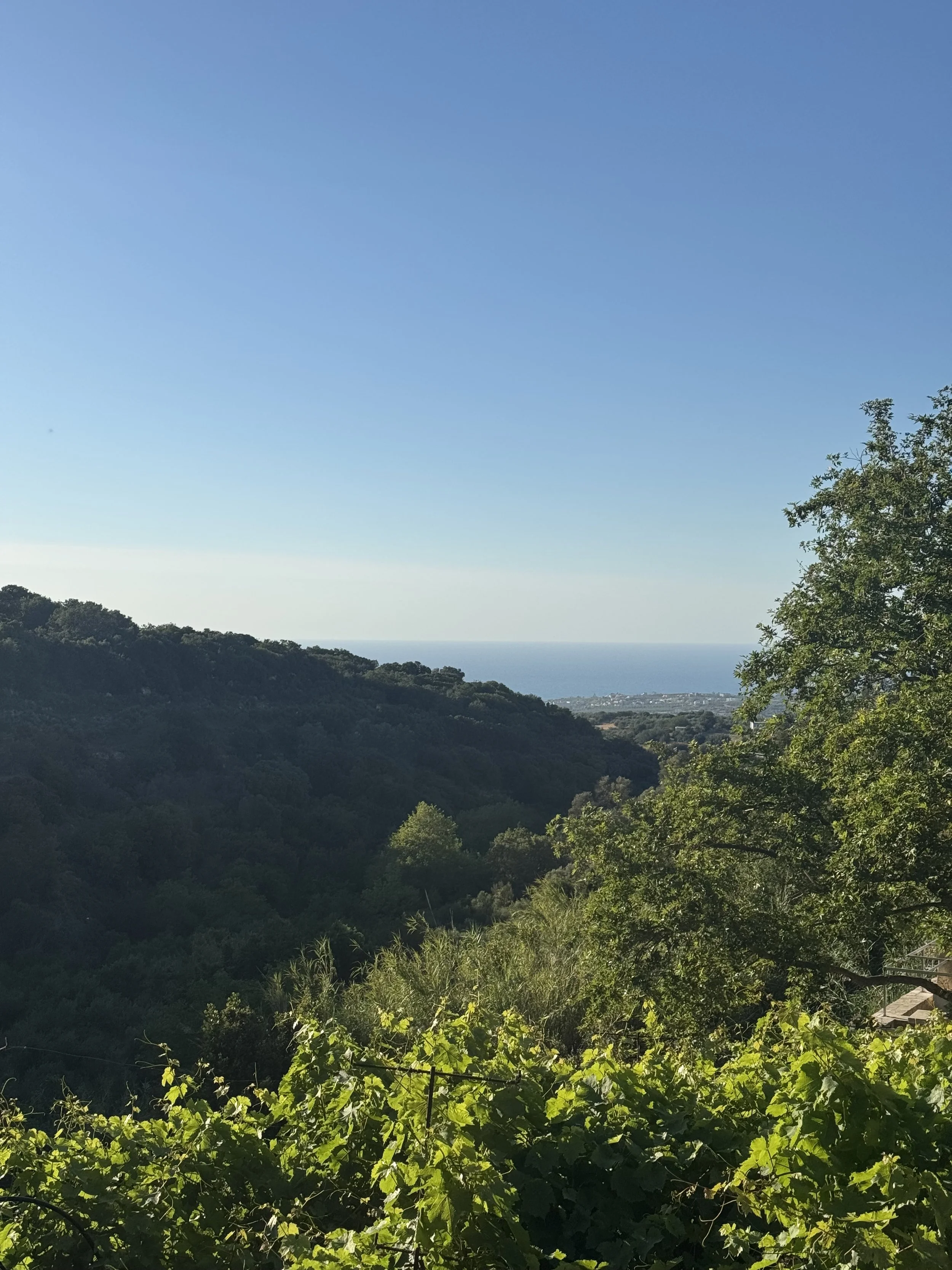 A scenic view of rolling hills covered with lush green trees, with the horizon showing distant water and a clear blue sky.