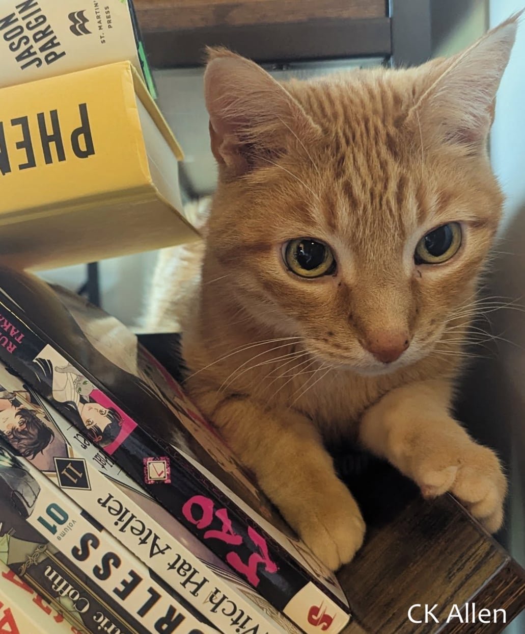 Maybe the Cats Are on to Something