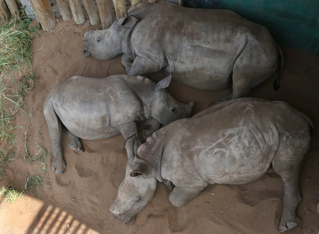 The Return of Rhinos to Uganda’s Kipedo National Park&nbsp;