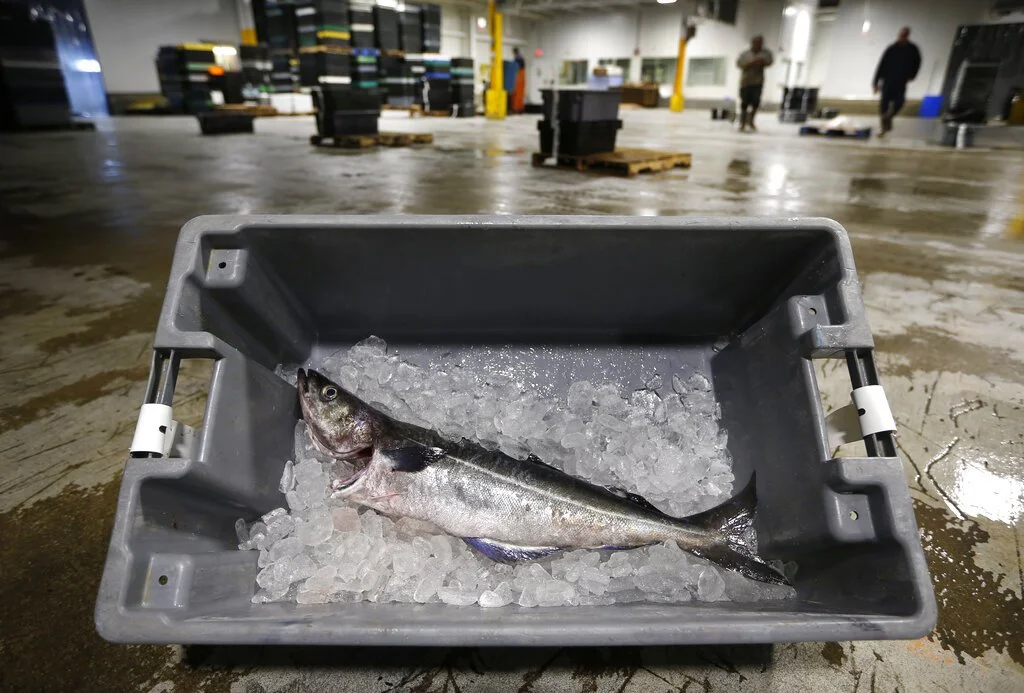 The Fish Caught Between Brussels, Washington, and Moscow