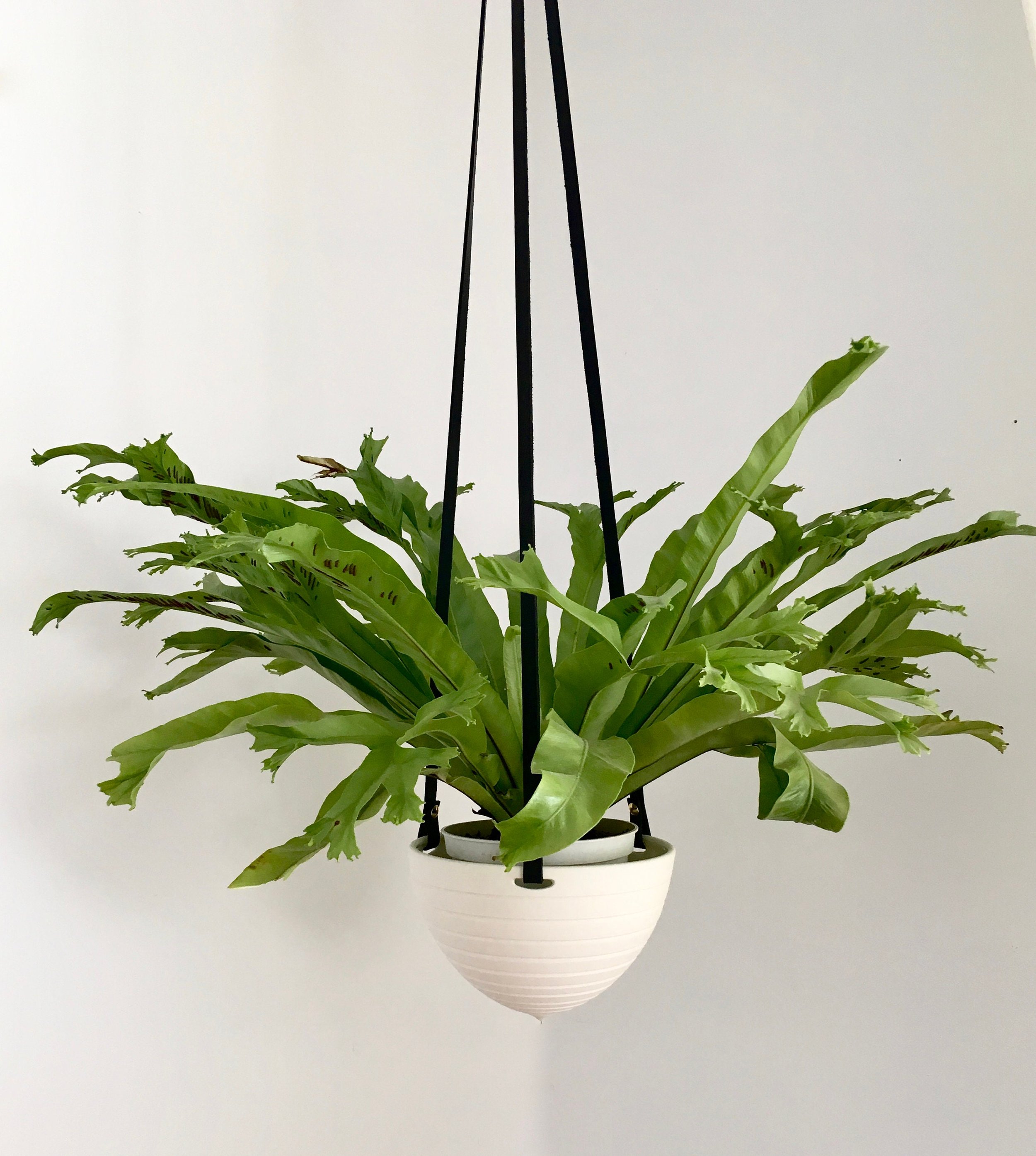 https://i.etsystatic.com/6589759/r/il/f2d3f6/1803019902/il_fullxfull.1803019902_3k52.jpg