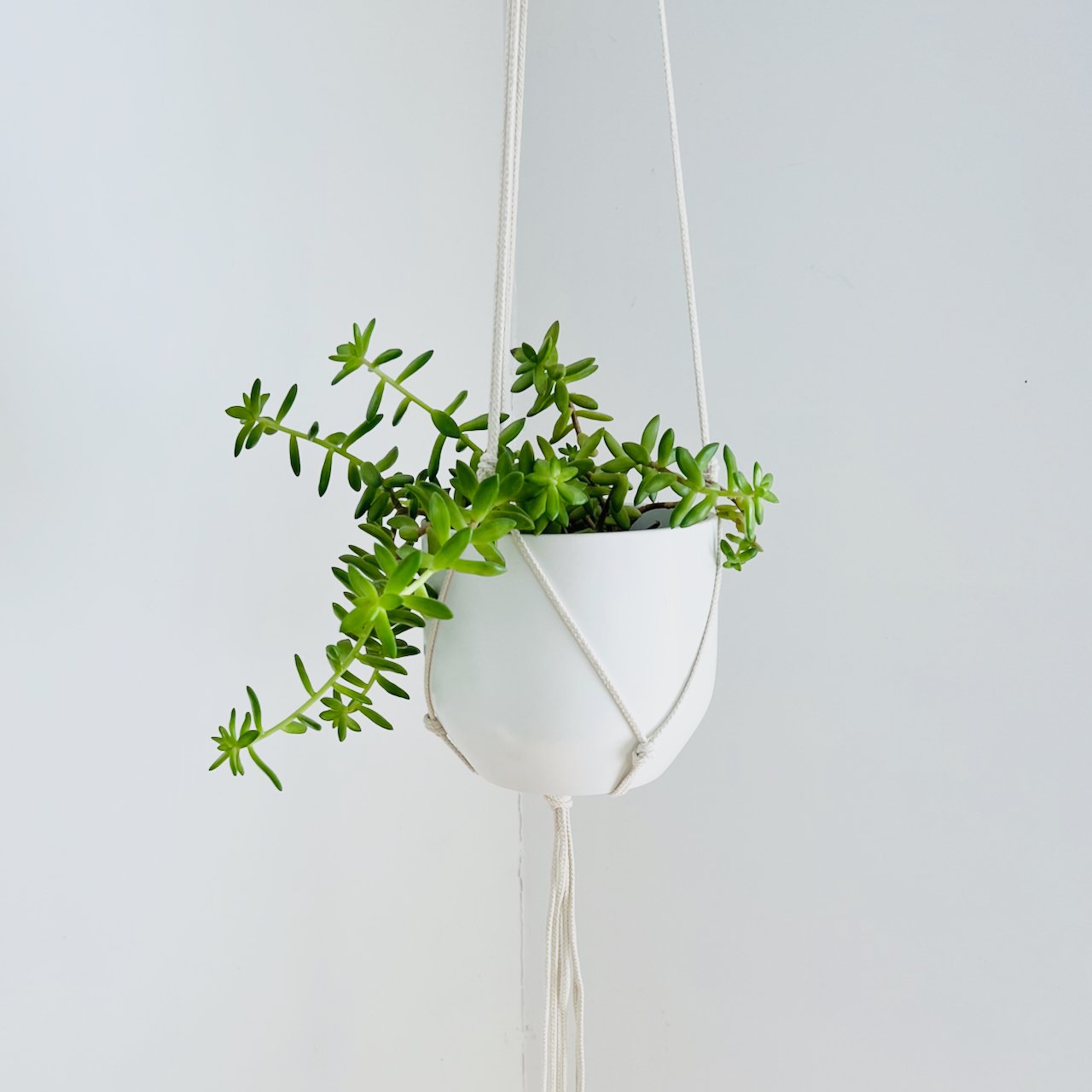 Medium String Plant Hanger for Etsy - 1 of 1.jpeg